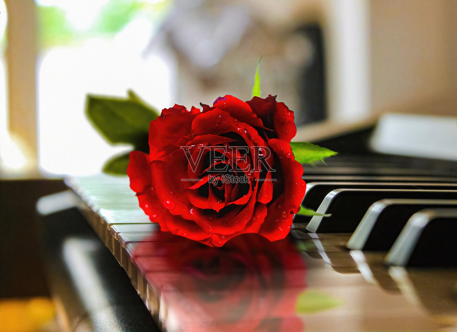 钢琴上的红玫瑰照片摄影图片