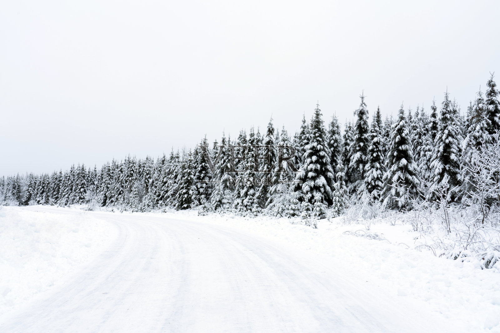 冬天的树照片摄影图片