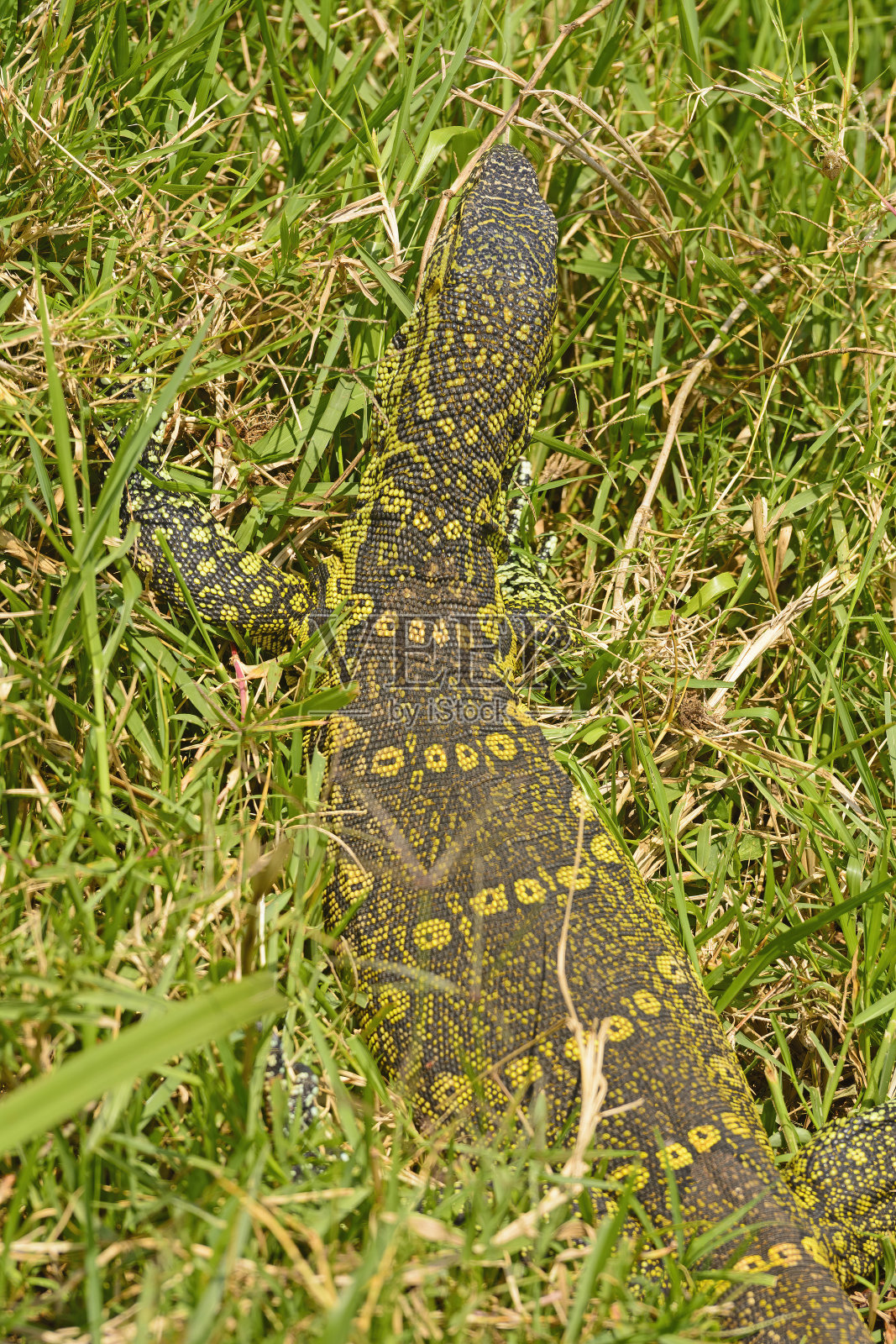 尼罗河巨蜥伪装在草丛中照片摄影图片
