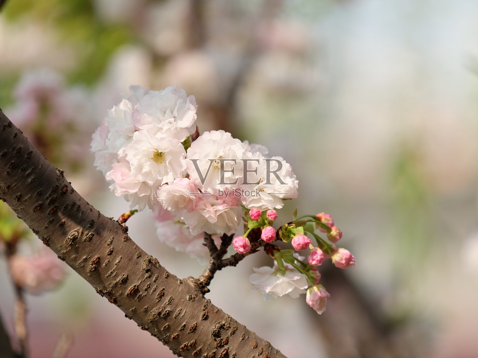 白色樱花与模糊的自然背景，春天的花系列。照片摄影图片