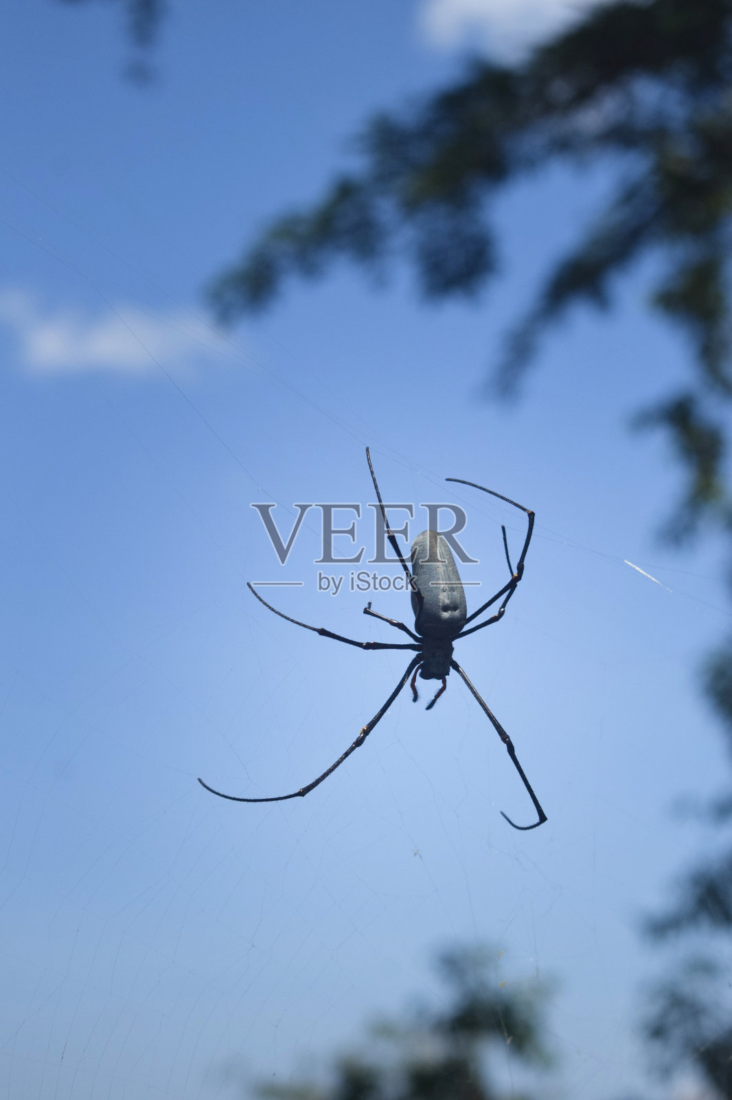 蜘蛛照片摄影图片