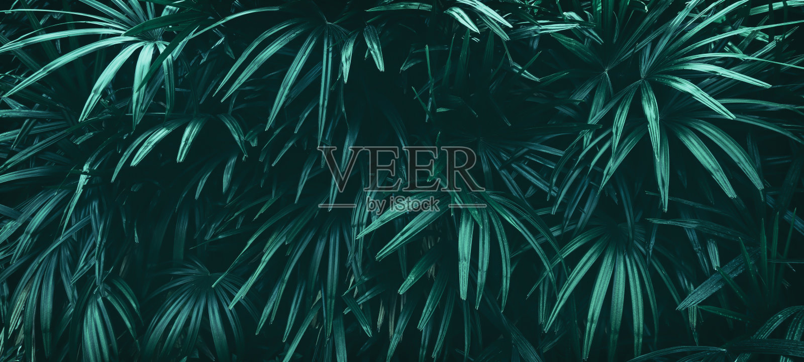 热带叶，深色自然背景照片摄影图片