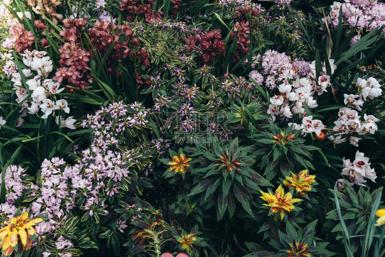 花坛上有各种各样的花照片摄影图片