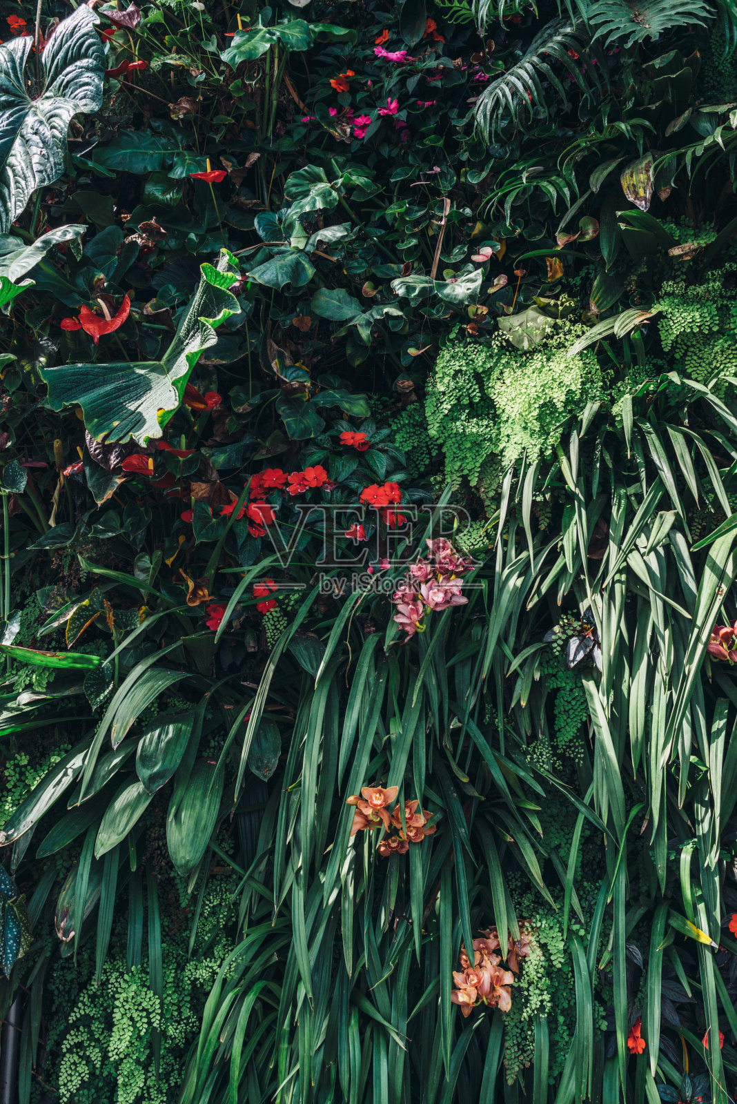 自然叶背景与各种花瓣，红色的花照片摄影图片