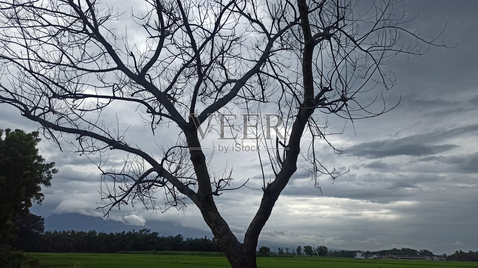 朽木照片摄影图片