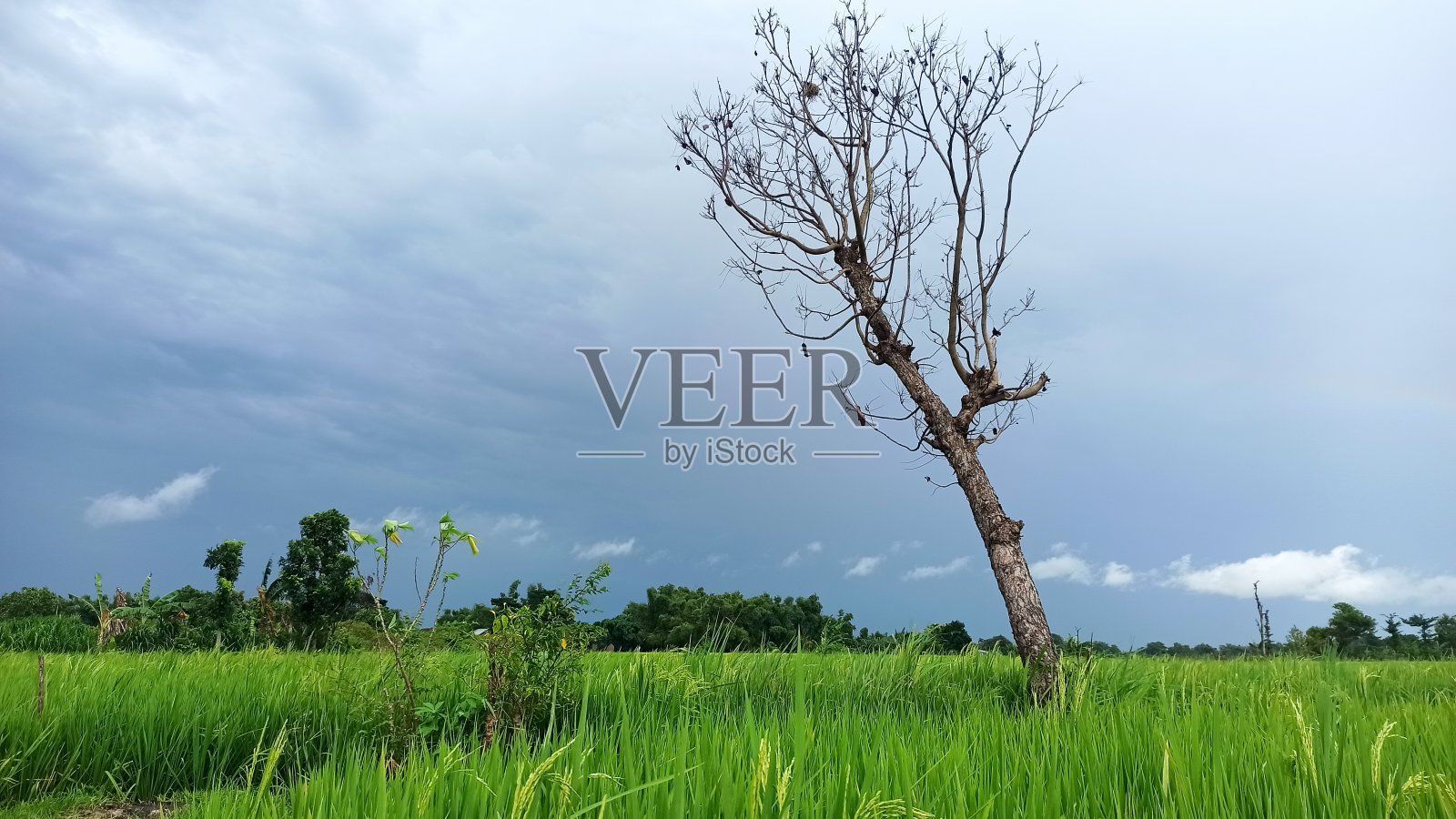 朽木照片摄影图片