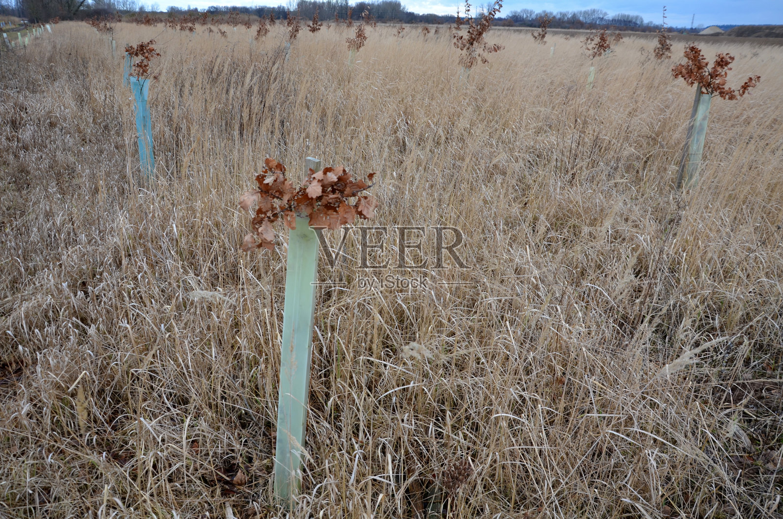 新建果园、防风林、生物廊道、果树巷。固定在柱子上，用塑料防护网围起来。在地形方面，游戏人口过多是一个问题。狍子照片摄影图片