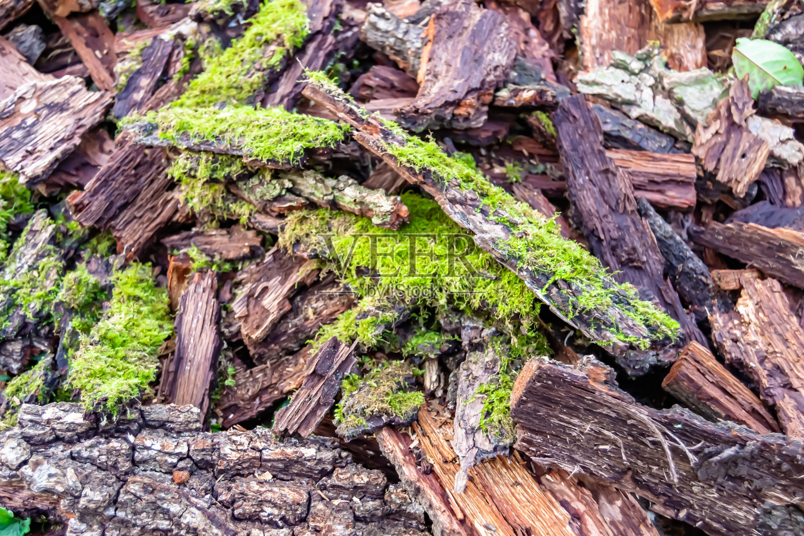 橡木照片摄影图片