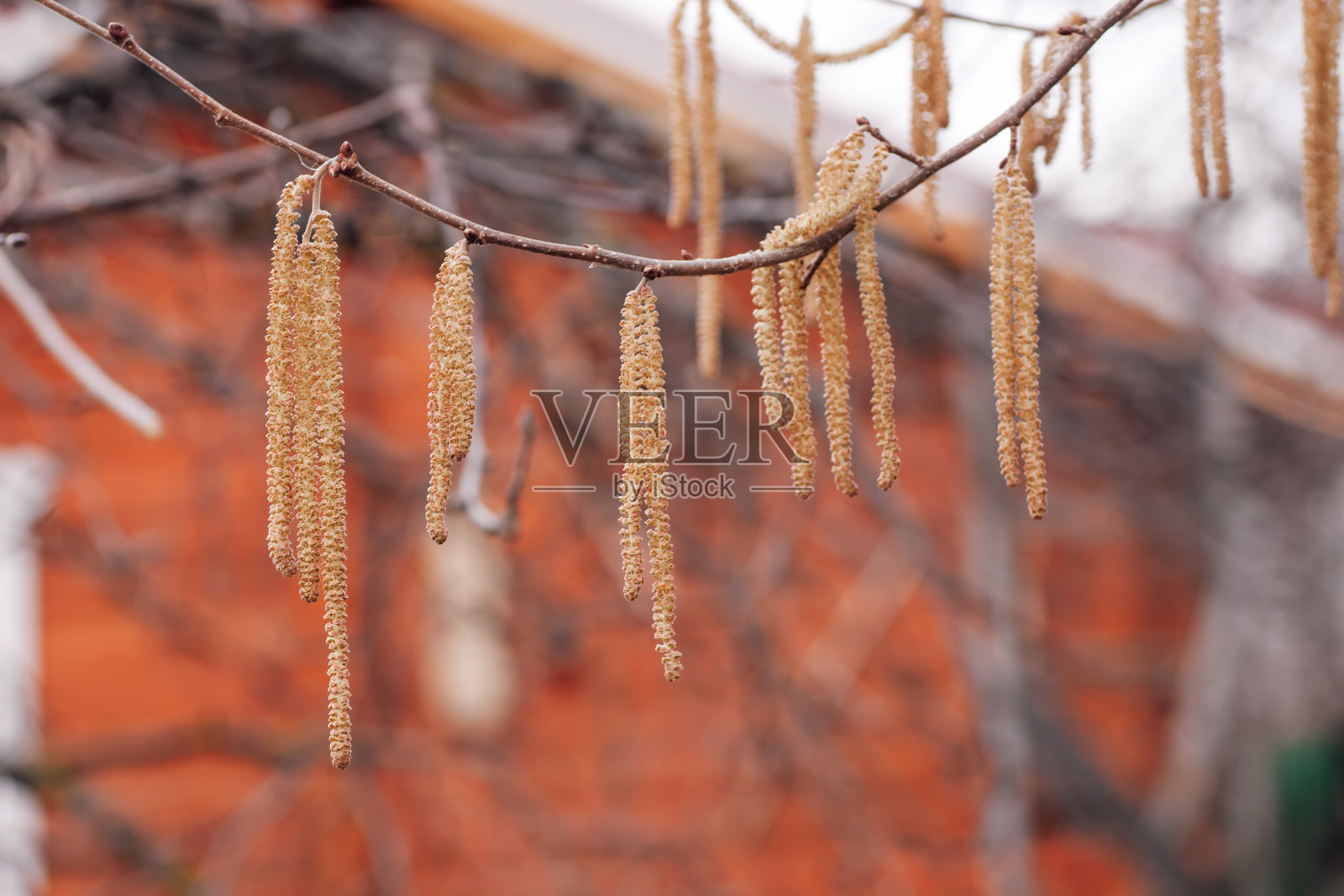 榛子树的树枝上覆盖着黄色的柔荑花序生长在花园里，背景是模糊的乡村房子。植物繁殖季节。观察大自然照片摄影图片