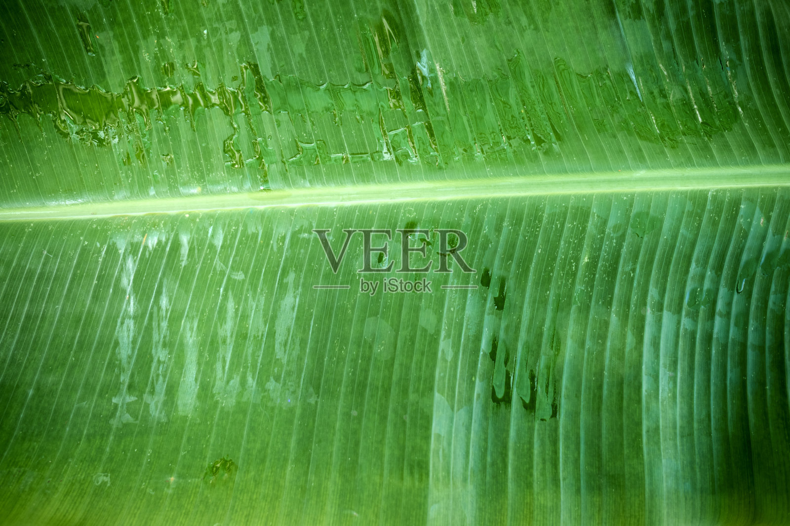 芭蕉叶作为背景和纹理照片摄影图片