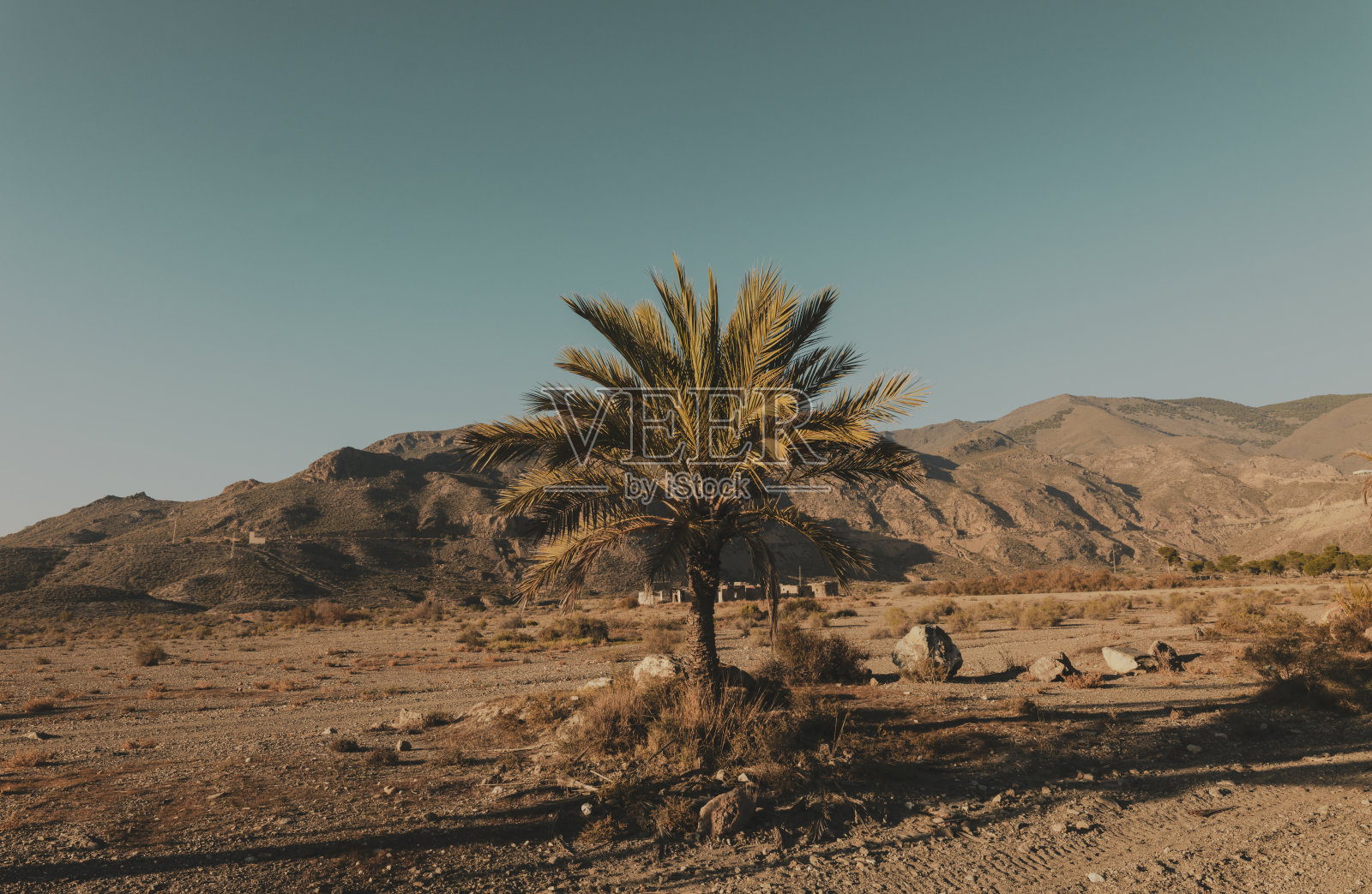 西班牙阿尔梅里亚的塔伯纳斯沙漠，棕榈树环绕照片摄影图片