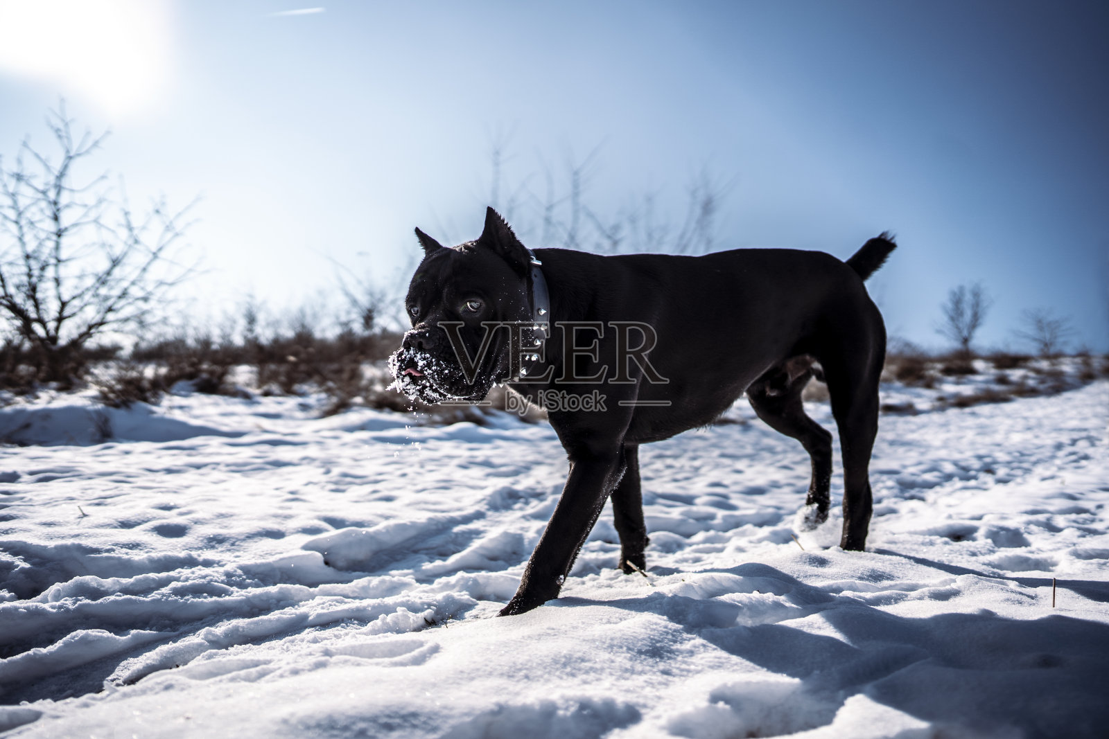藤Corso在冬天漫步在森林的雪地里照片摄影图片