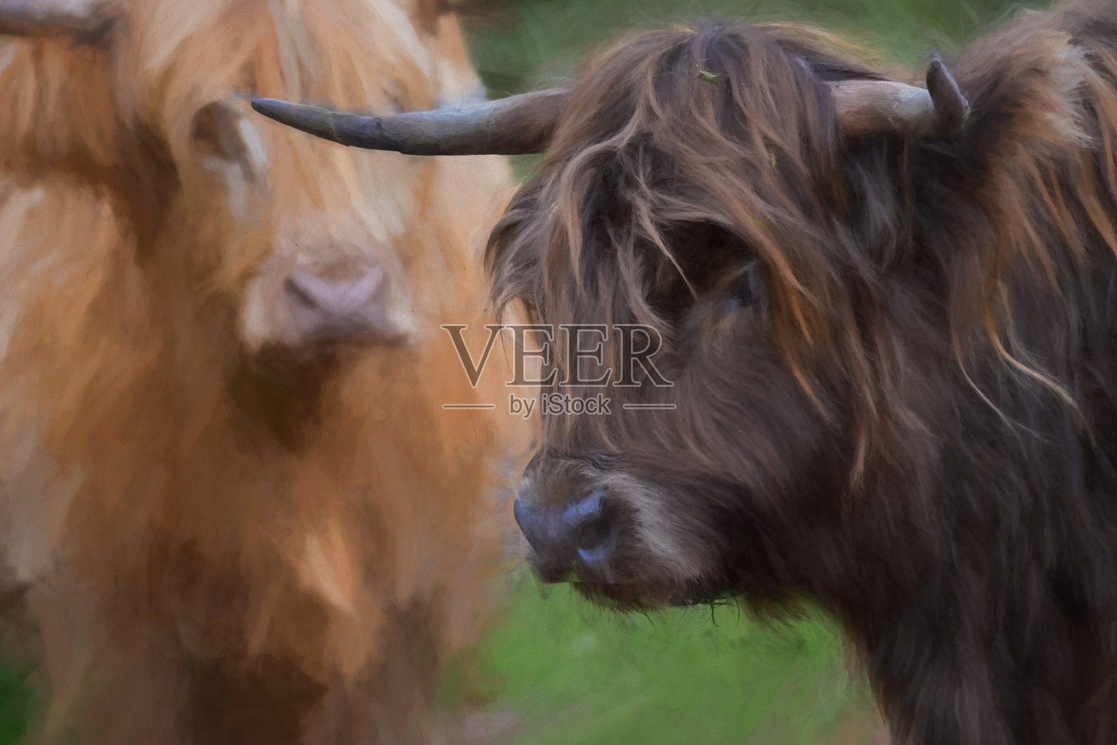 在一个自然的乡村环境中，一个美丽的有角的高原奶牛的数字绘画。照片摄影图片