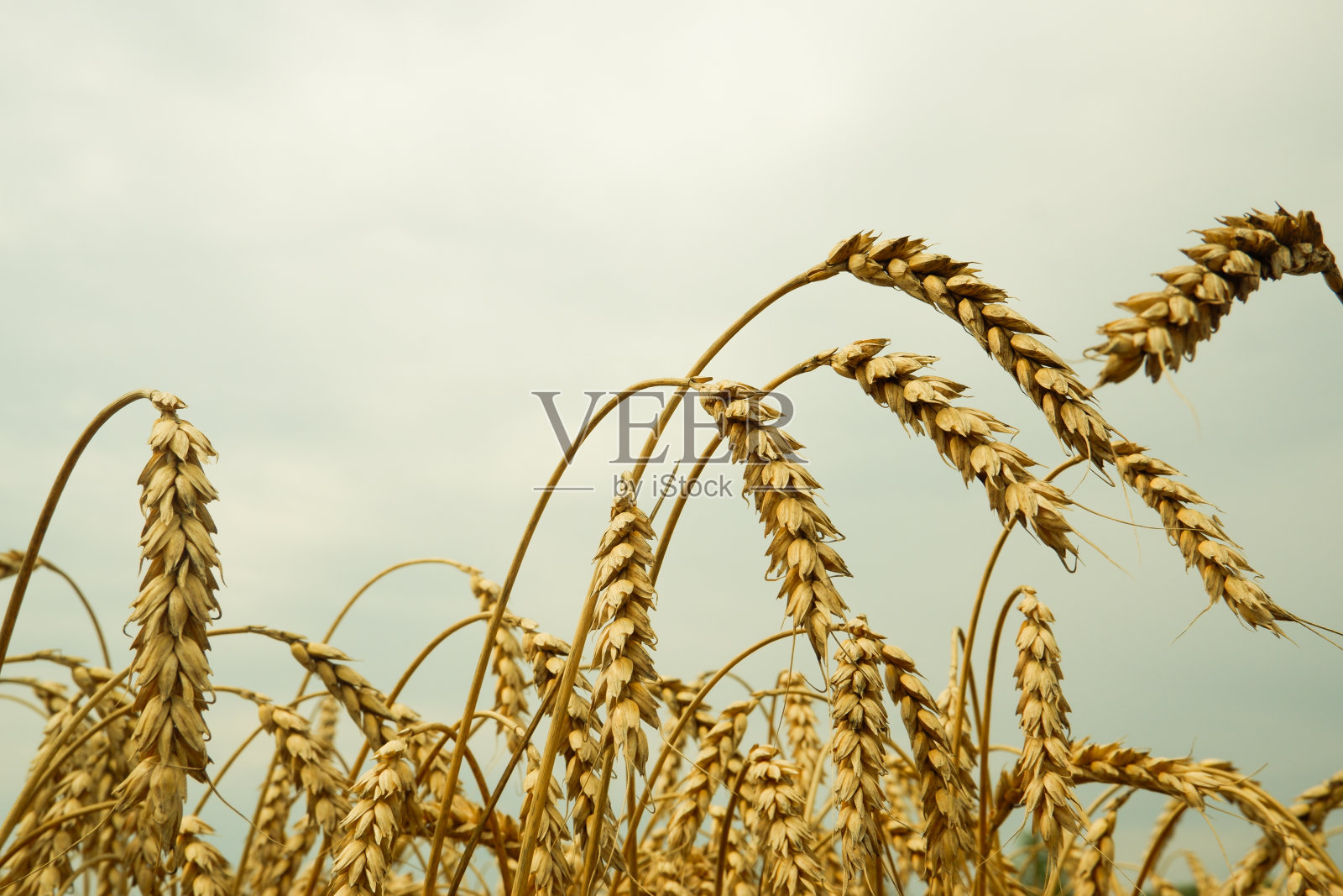 夏季麦田景观。成熟的谷物。成熟小麦的金色小穗紧贴在一起照片摄影图片