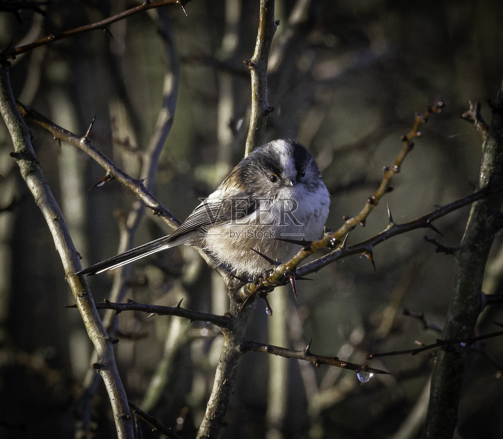 一个长尾山雀(Aegithalos caudatus)坐在树枝上的肖像照片摄影图片