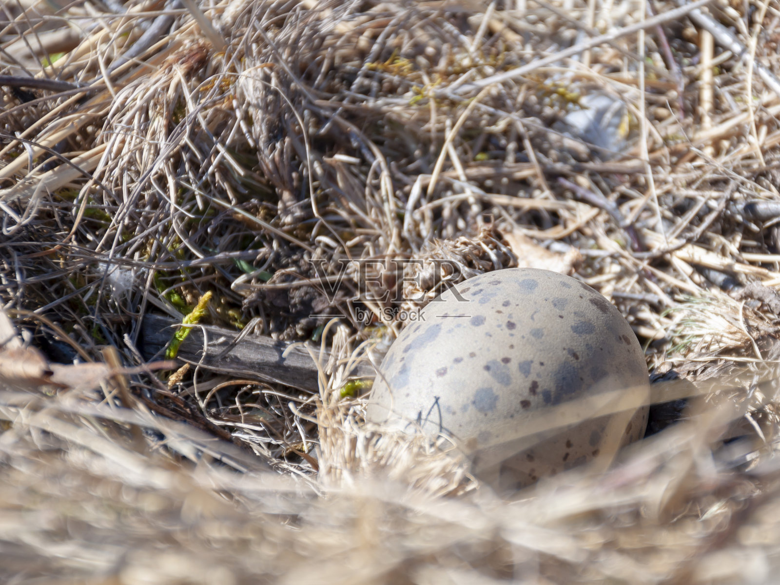 鸟蛋的蓝鸥品种的鸟巢，在其自然栖息地的特写。照片摄影图片