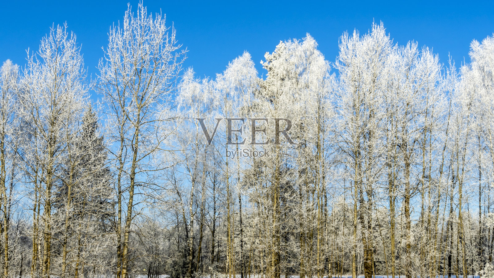 白雪皑皑的树枝映衬着蓝天。在蓝天的衬托下，树木被雪和霜覆盖着。照片摄影图片