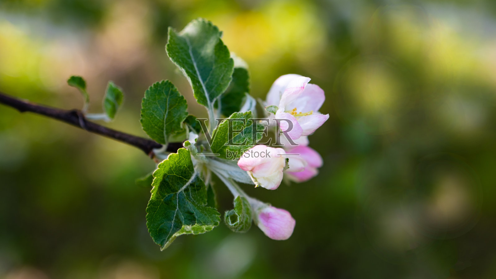 苹果树开花的小枝上有花和叶，网横幅照片摄影图片