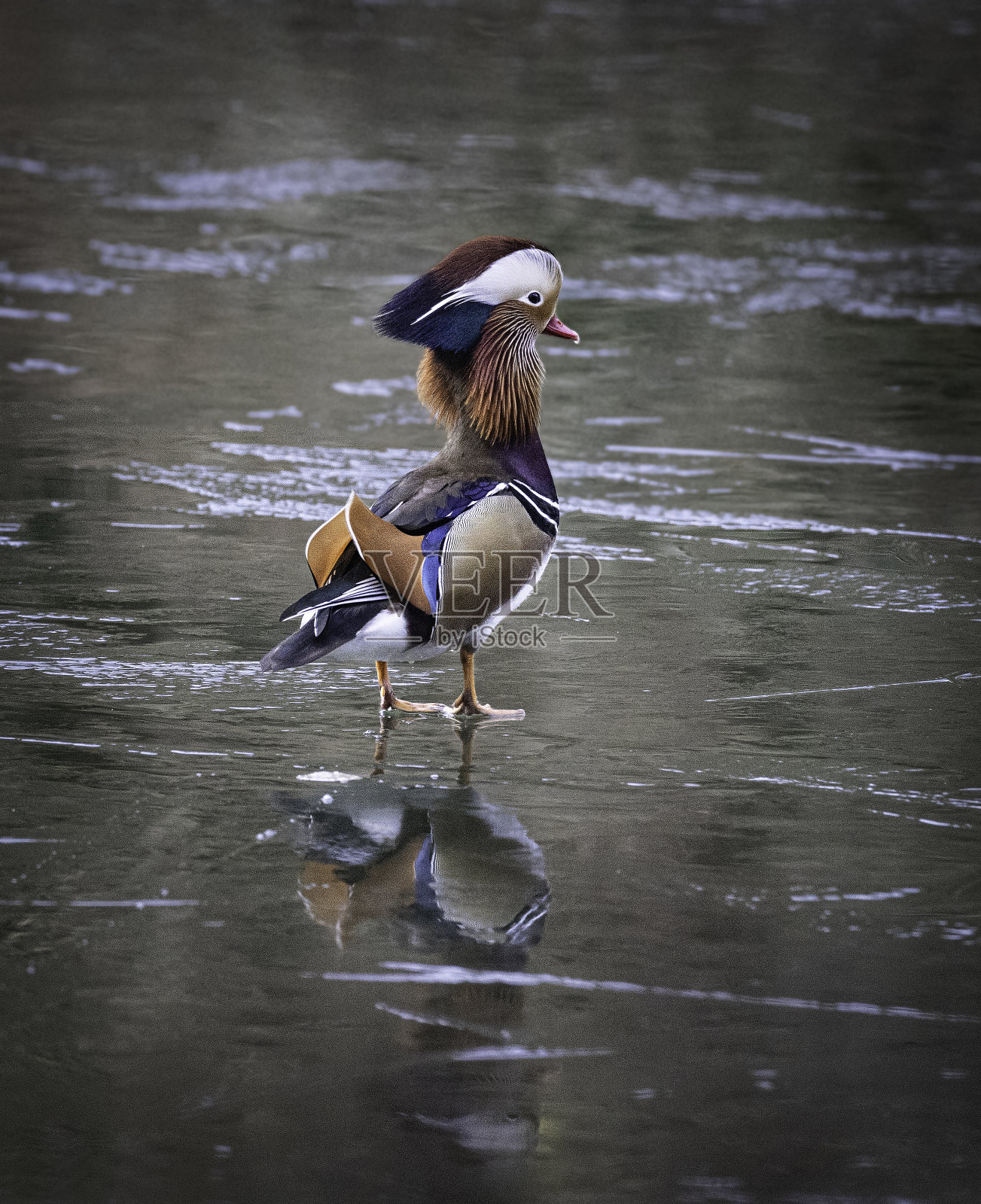 一幅雄性鸳鸯(Aix galericulata)站在结冰的湖面上的肖像。照片摄影图片