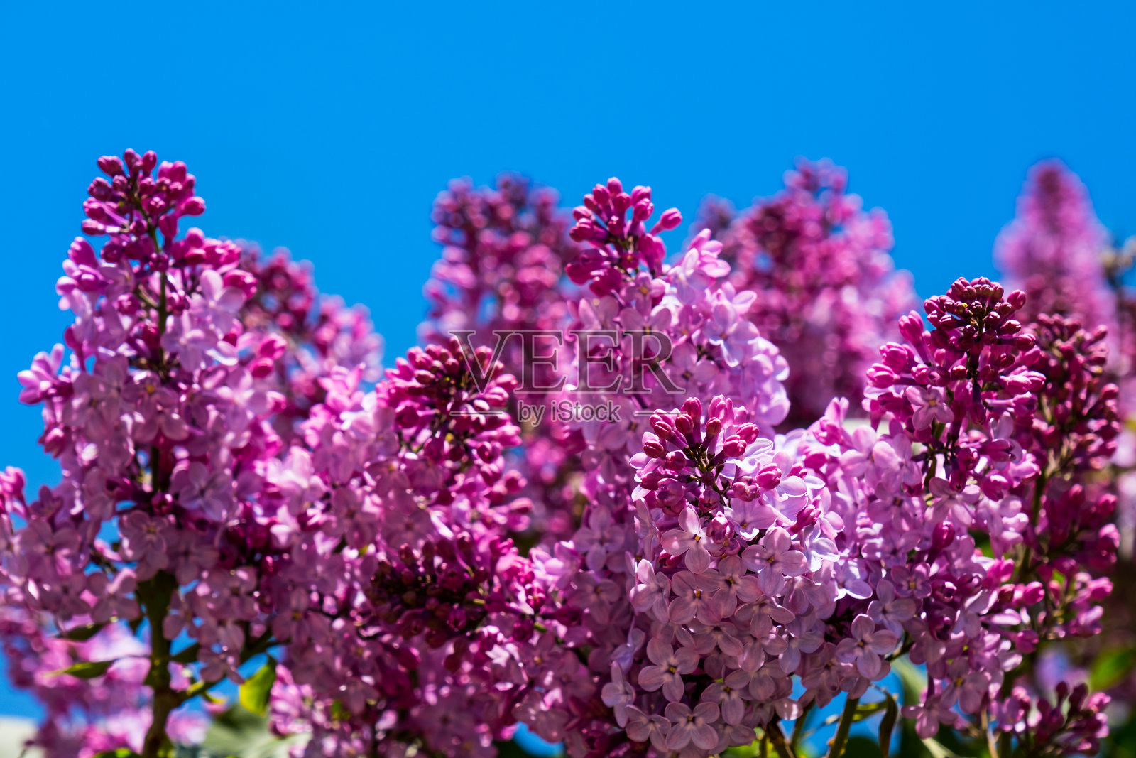 美丽的紫丁香枝映在蓝天上。自然弹簧背景，软聚焦照片摄影图片