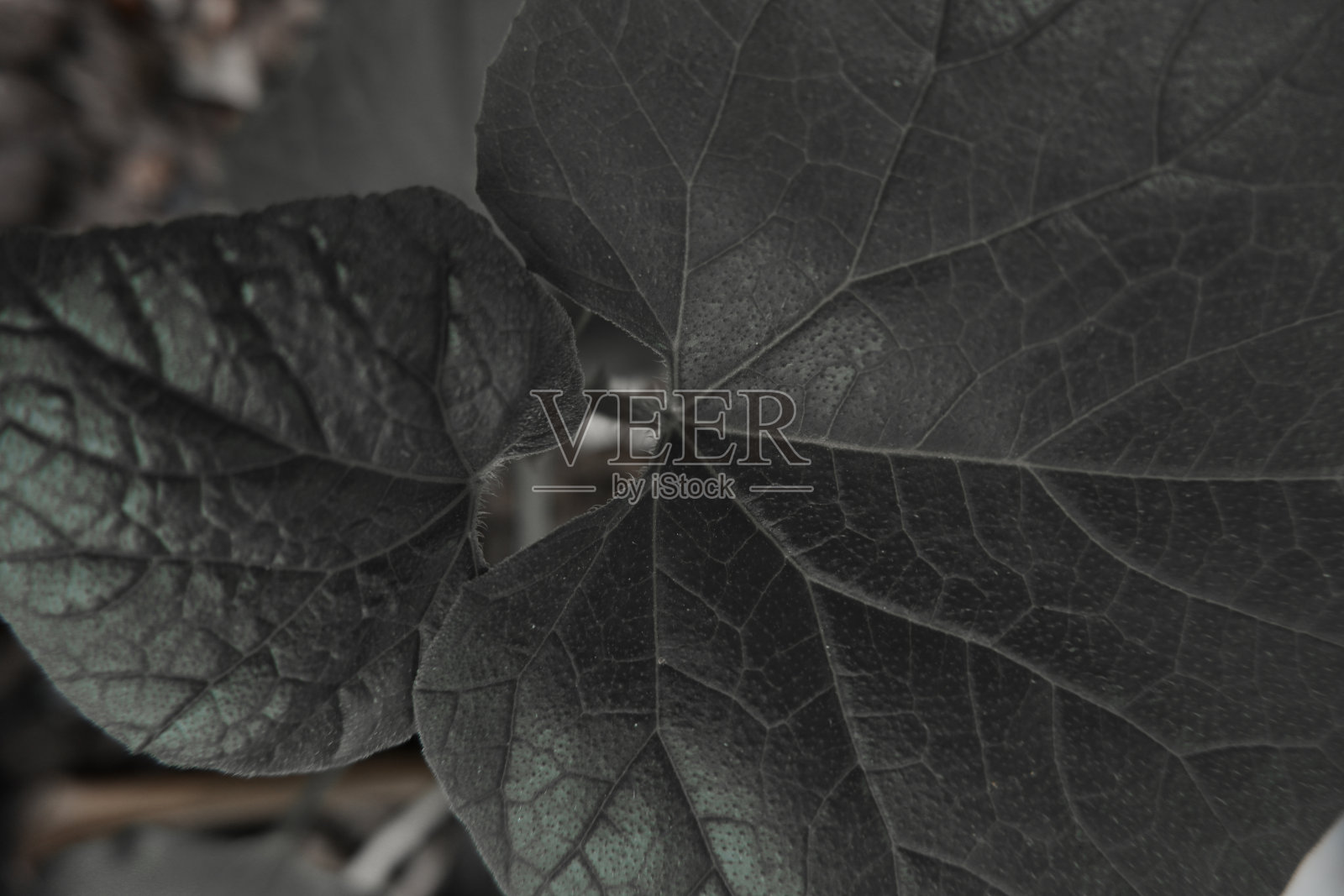 黑白背景照片摄影图片