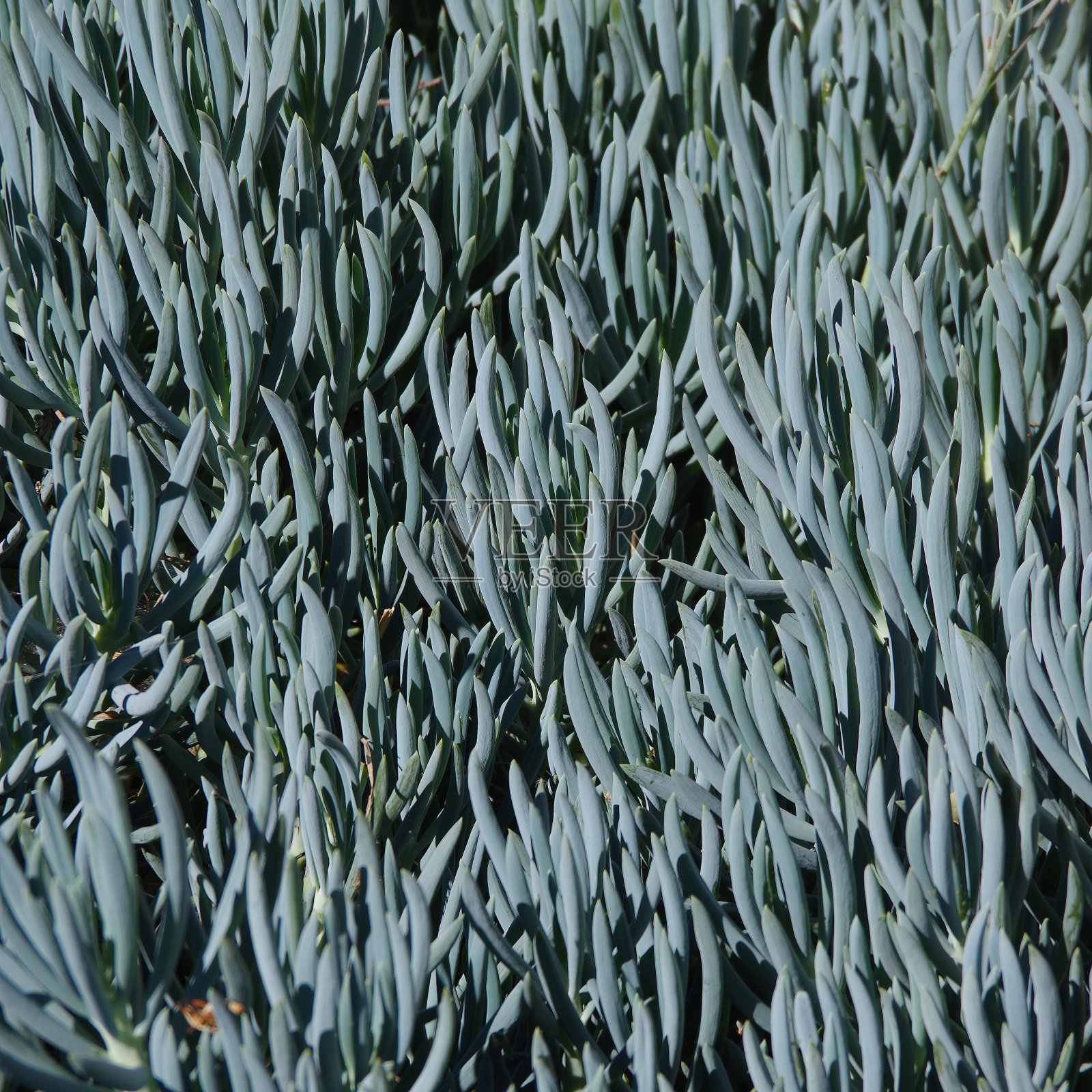 1。b。Senecio照片摄影图片