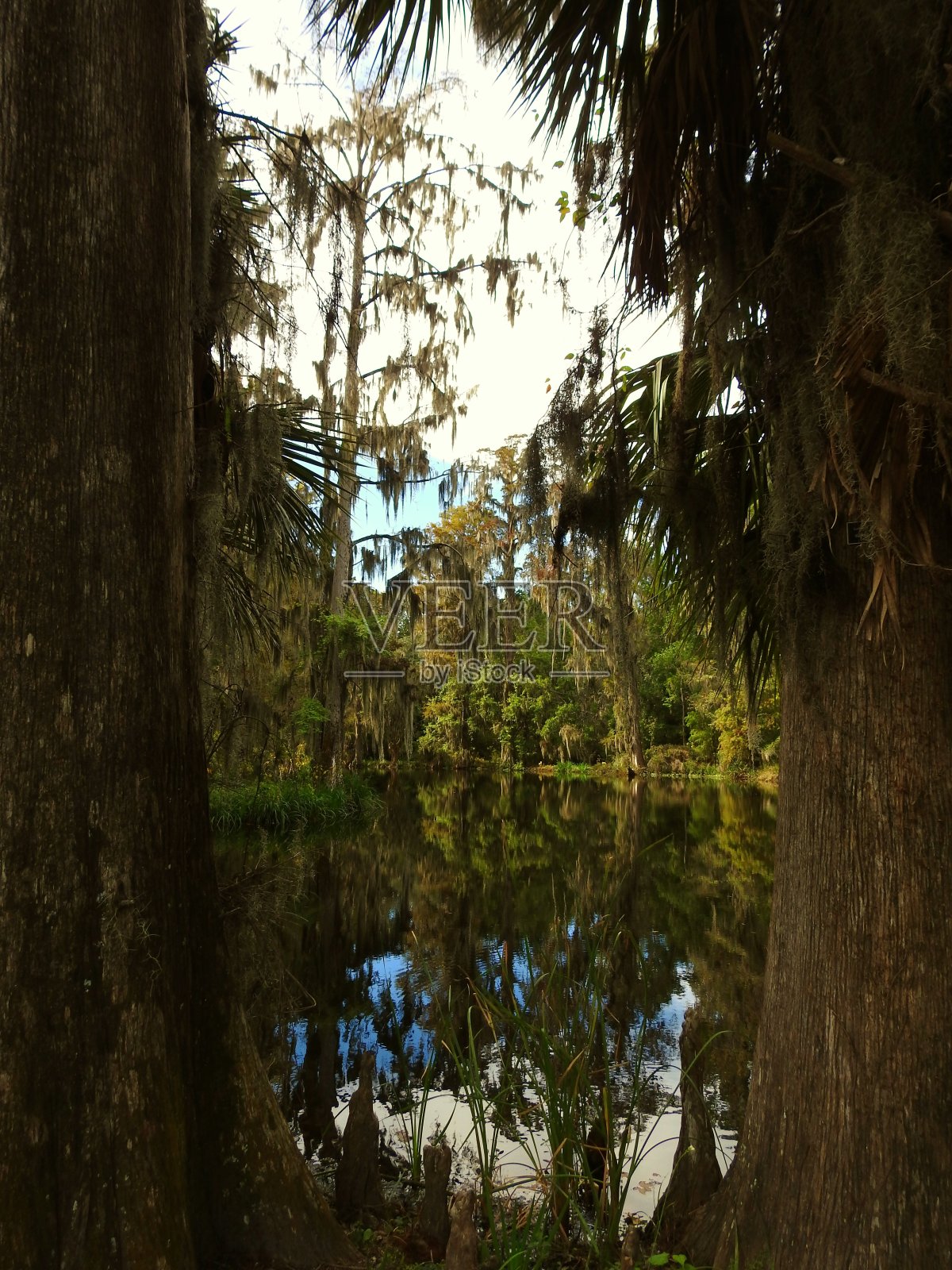 沼泽的观点照片摄影图片