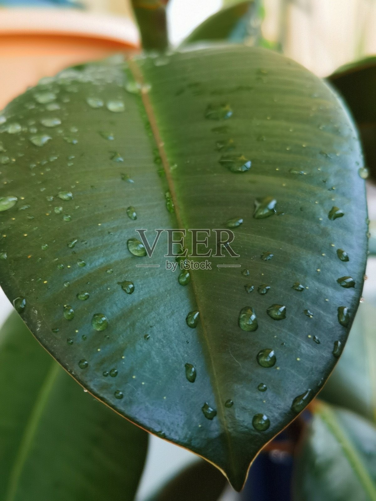 绿色榕树叶照片摄影图片