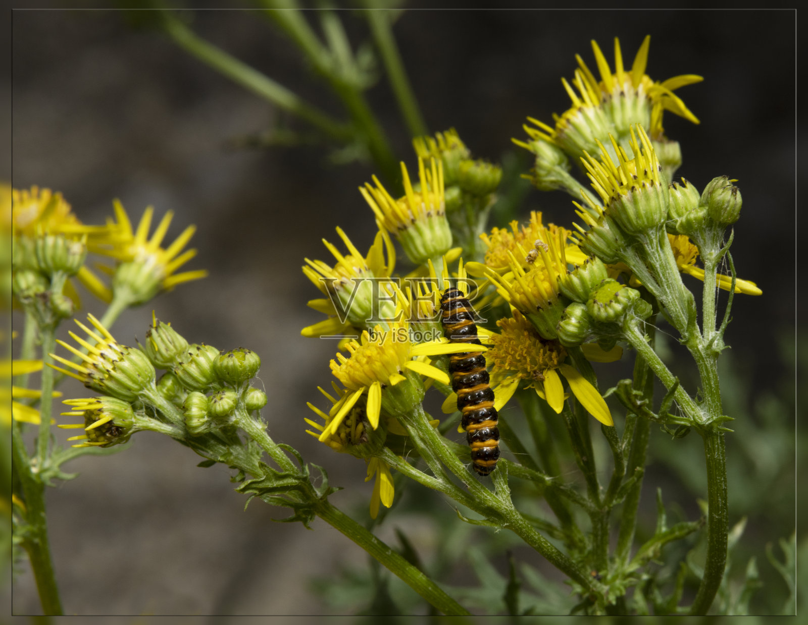 朱砂蛾幼虫照片摄影图片