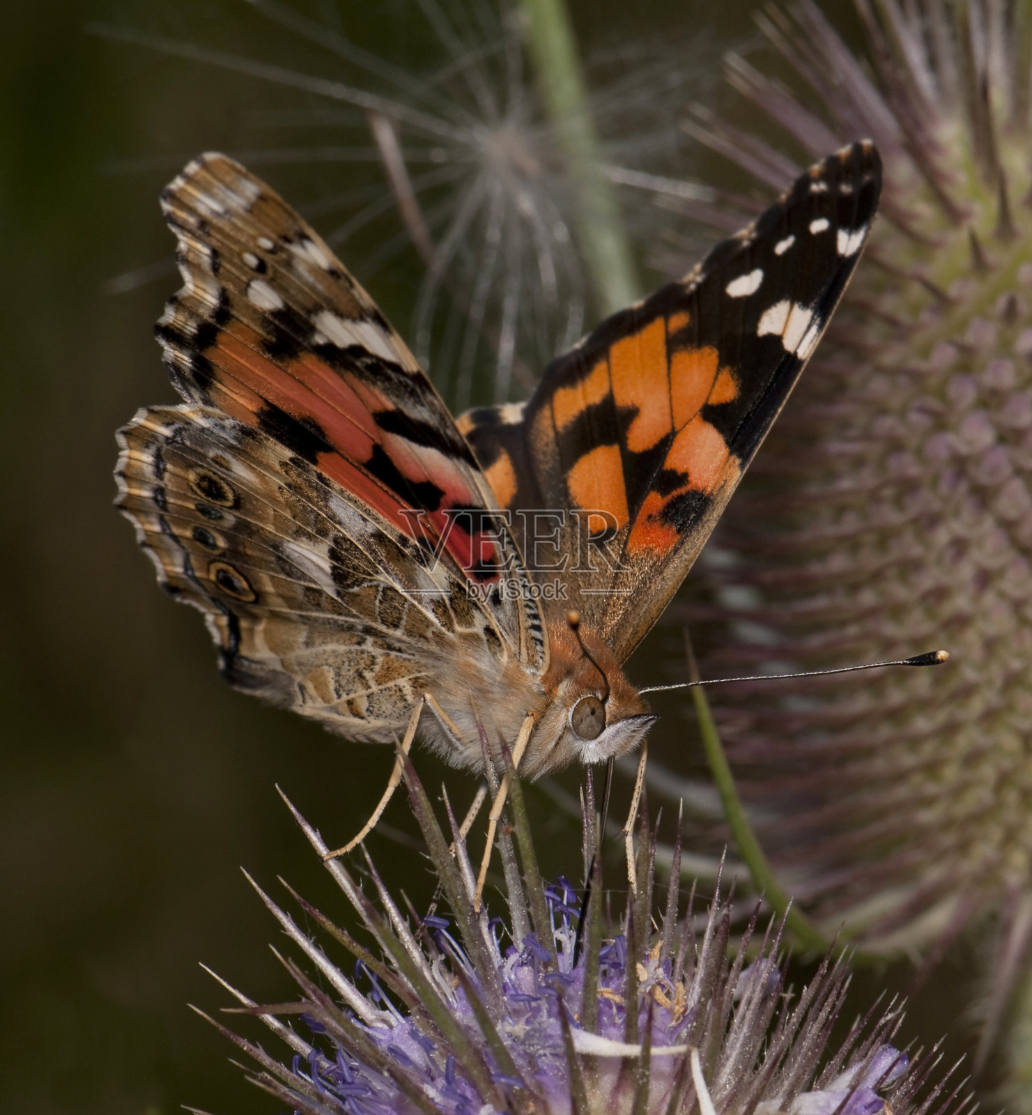 《画女》，凡妮莎·卡杜伊。照片摄影图片