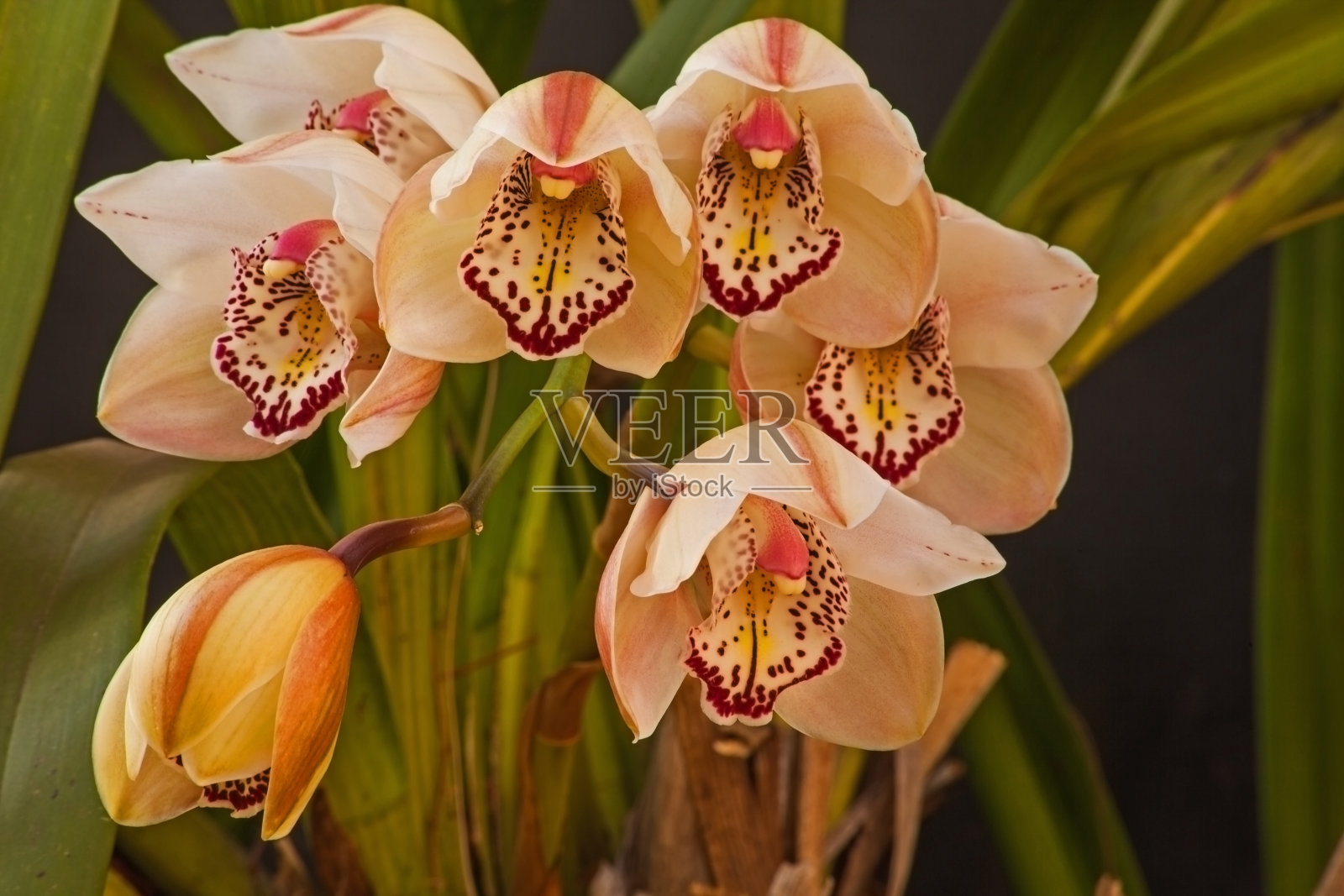 兰花花8817照片摄影图片