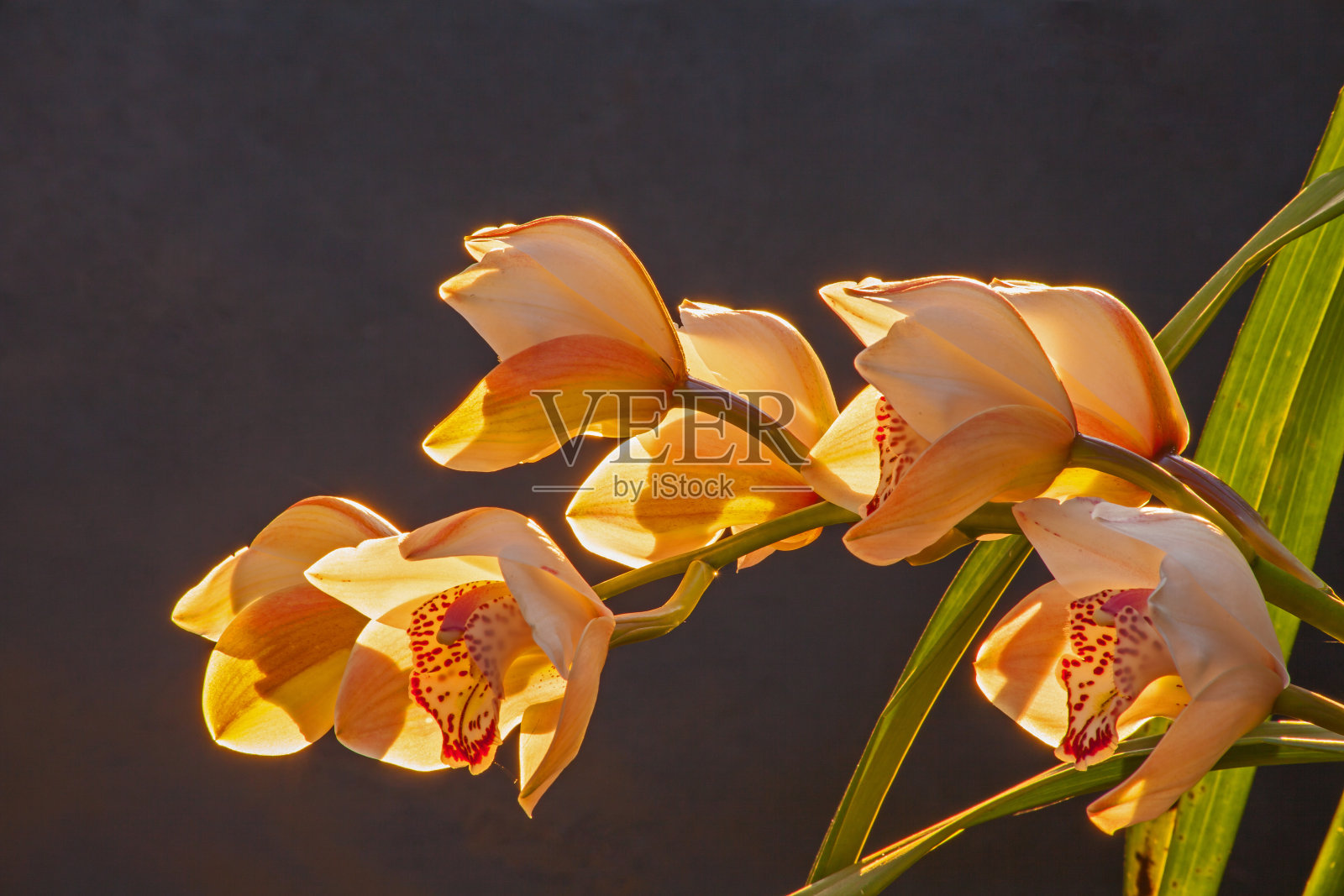 兰花花8821照片摄影图片