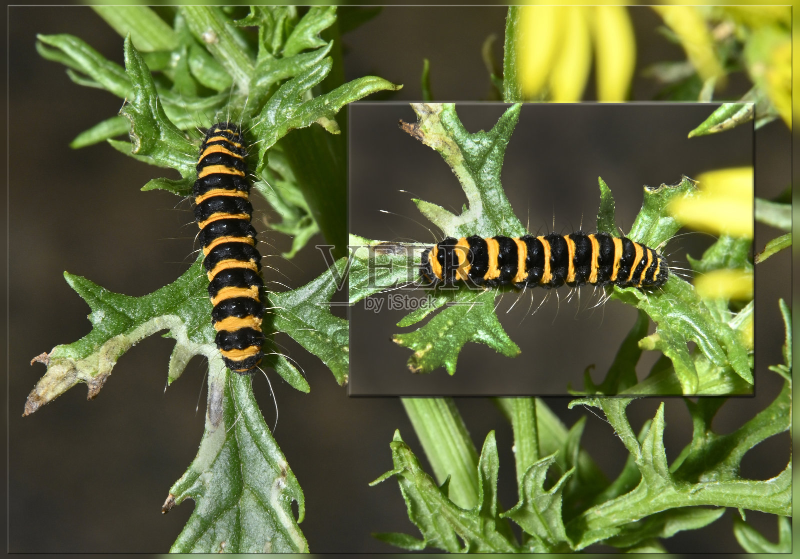 朱砂蛾幼虫照片摄影图片