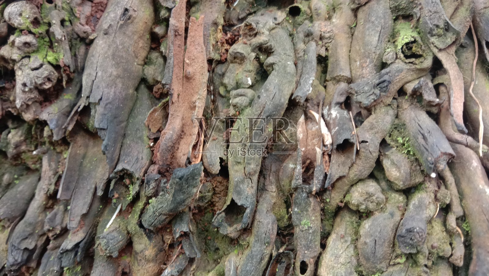 椰子树根照片摄影图片