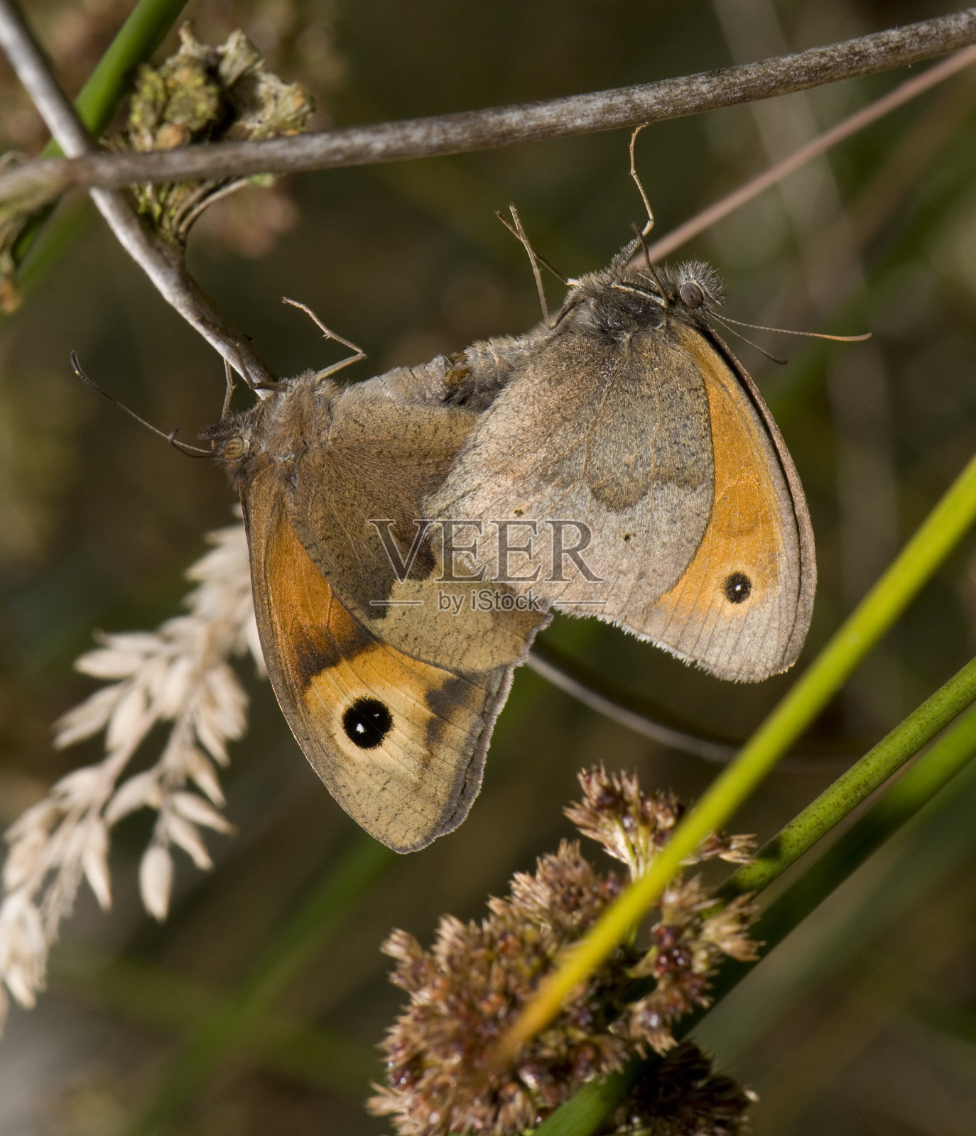 正在交配的棕草甸，金莲花照片摄影图片