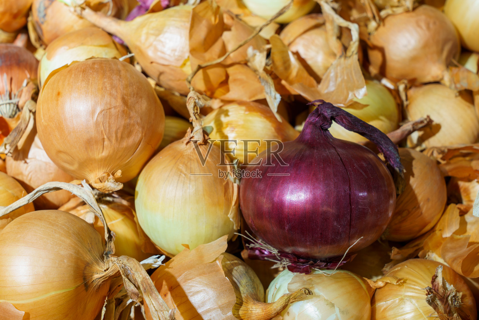 农场有机红洋葱。零售杂货店里的天然维生素。具有复制空间的选择性焦点照片摄影图片