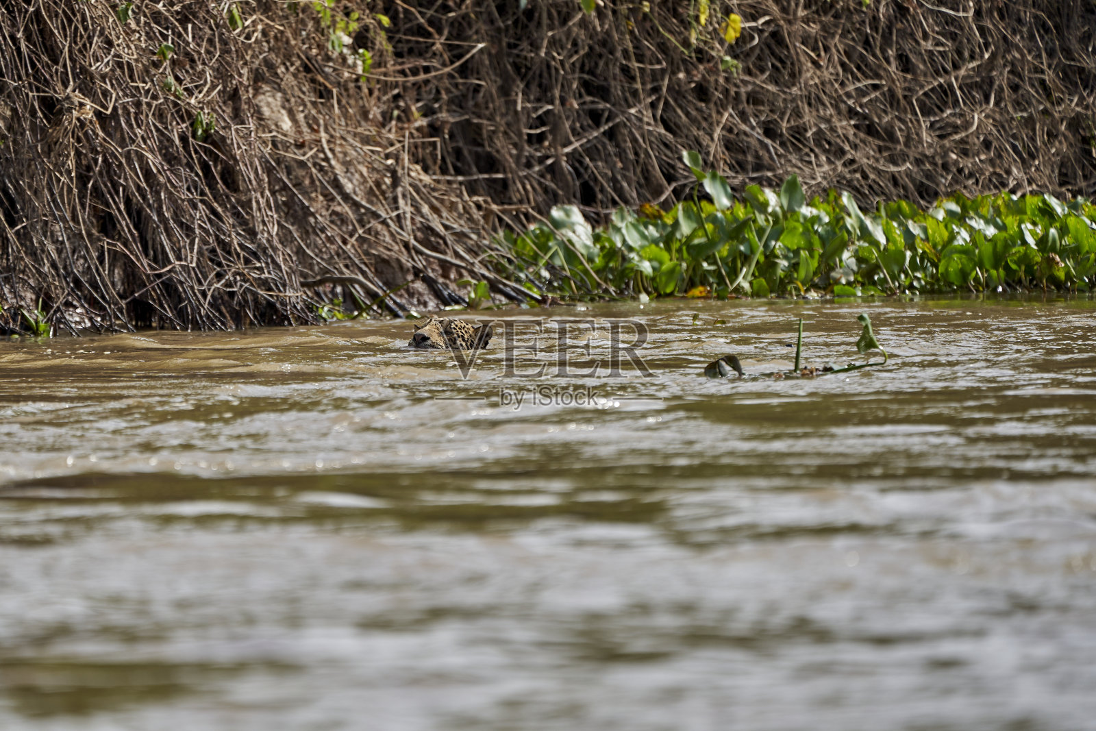 美洲虎(Panthera onca)是一种大型猫科动物，也是美洲美洲虎属中唯一现存的成员，美洲虎在巴西潘塔纳尔的库亚巴河中游泳照片摄影图片