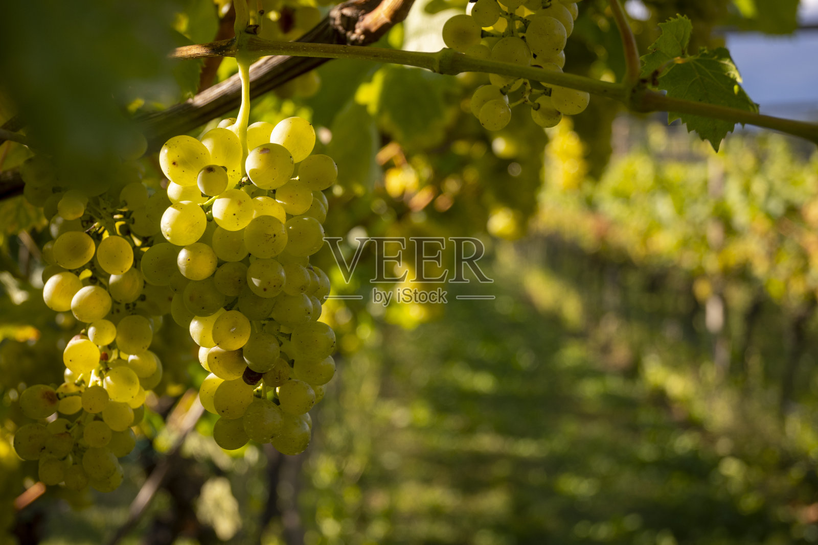 白葡萄酒的葡萄照片摄影图片