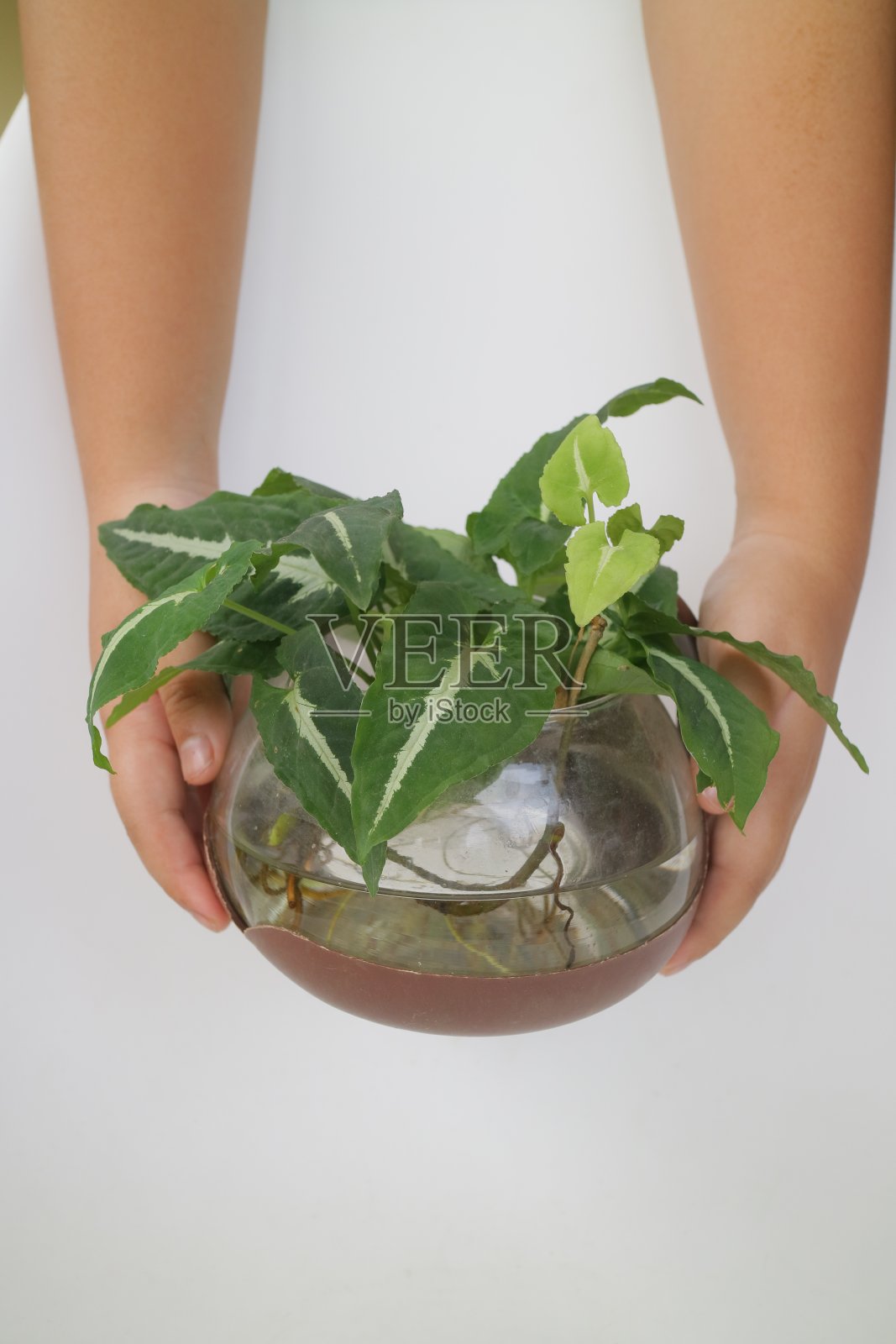 茶壶上的绿色小室内盆栽照片摄影图片