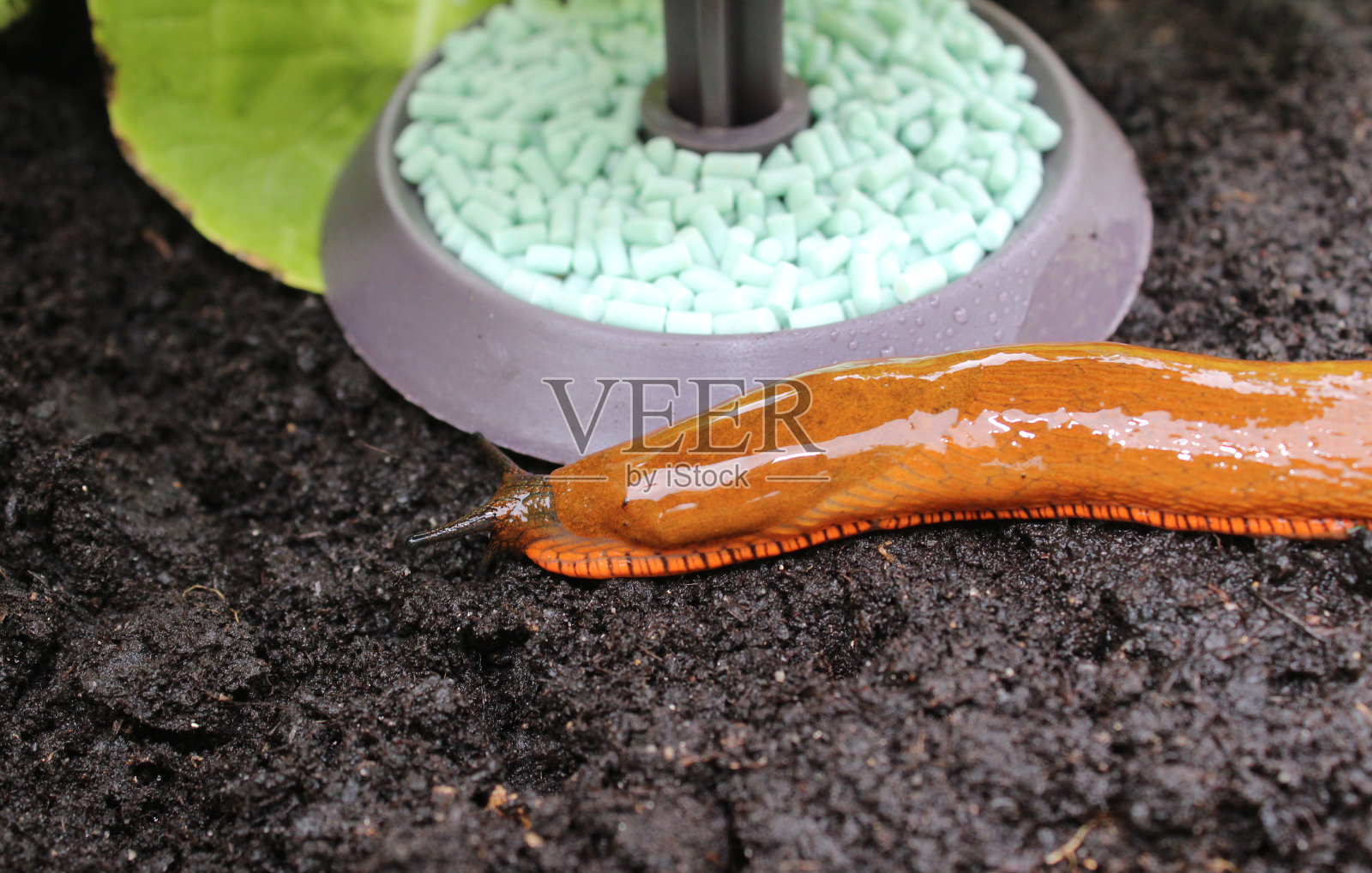 蜗牛夹上的蜗牛照片摄影图片