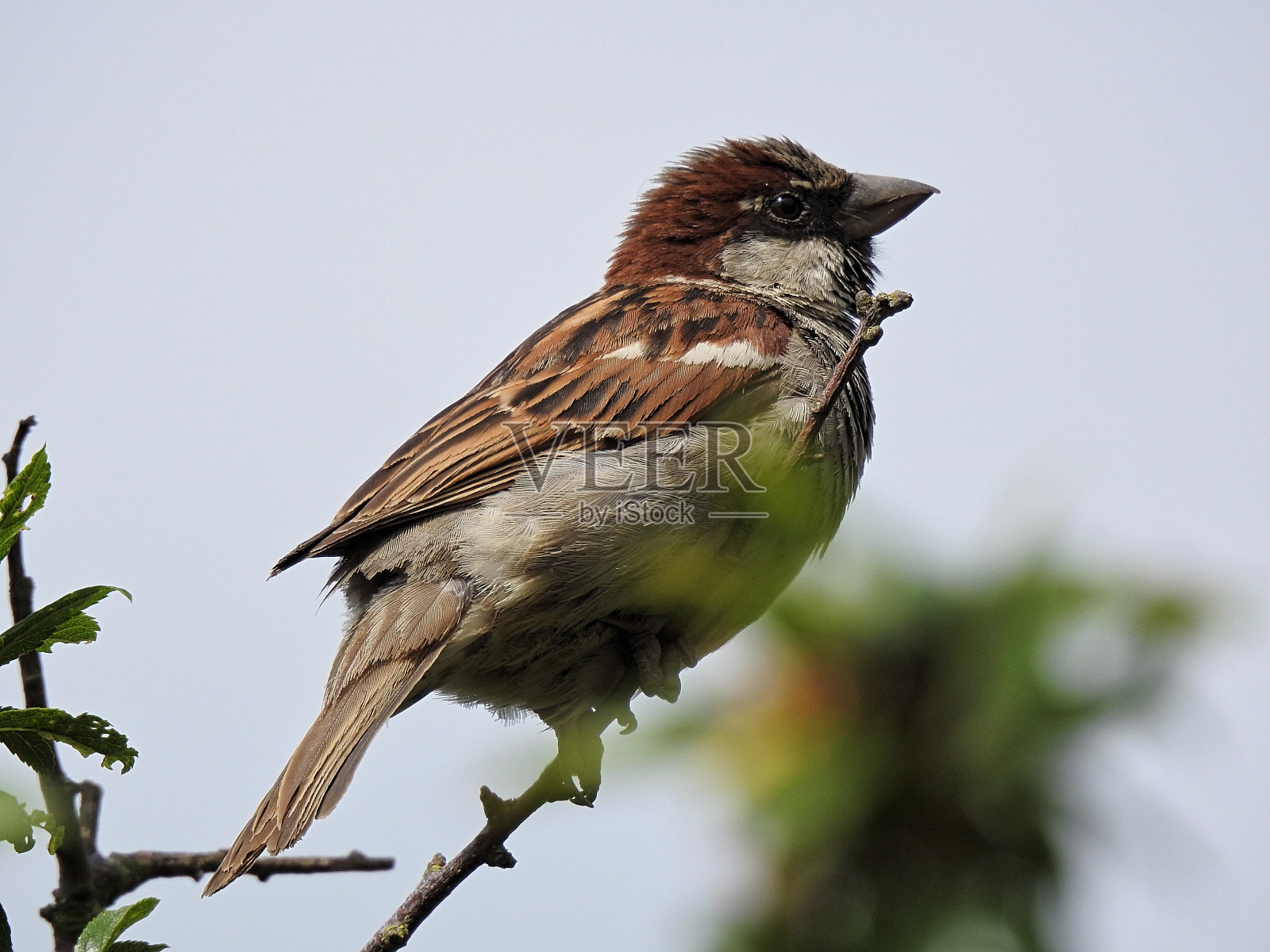 麻雀侧面图照片摄影图片