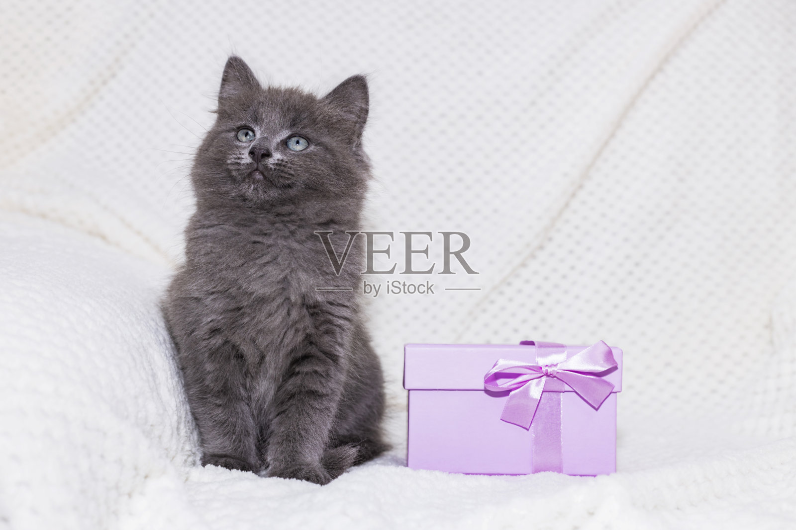 一只可爱的灰色小猫坐在礼品盒旁边。情人节和生日的礼物。可爱的宠物照片摄影图片