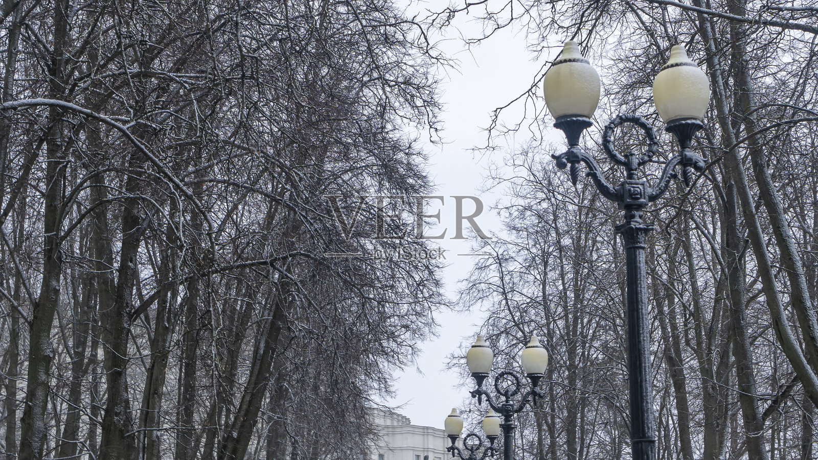 在冬天的夜晚，在光秃秃的树的映衬下看到的路灯。路灯和没有叶子的光秃秃的树。照片摄影图片