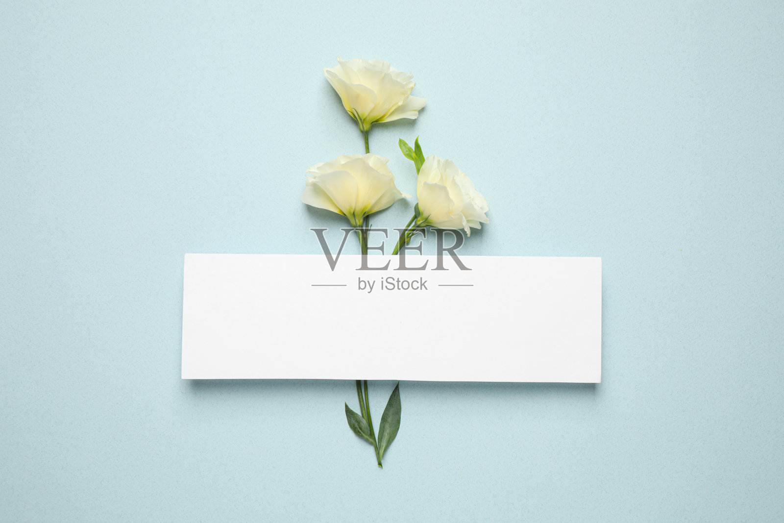 美丽的白色月牙花和卡片与空间的文字背景，平躺照片摄影图片