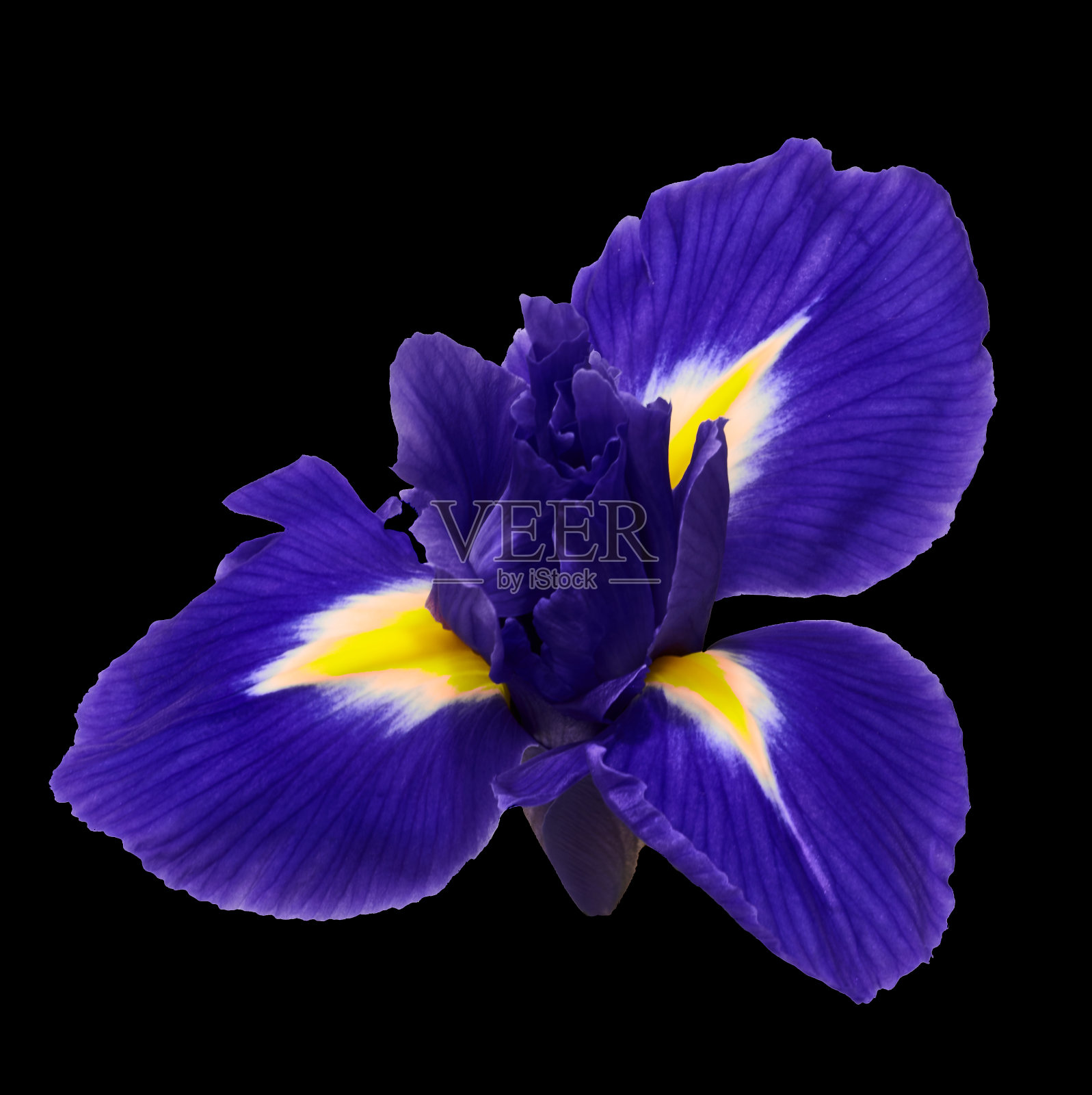 鸢尾花生长在黑色的背景上照片摄影图片