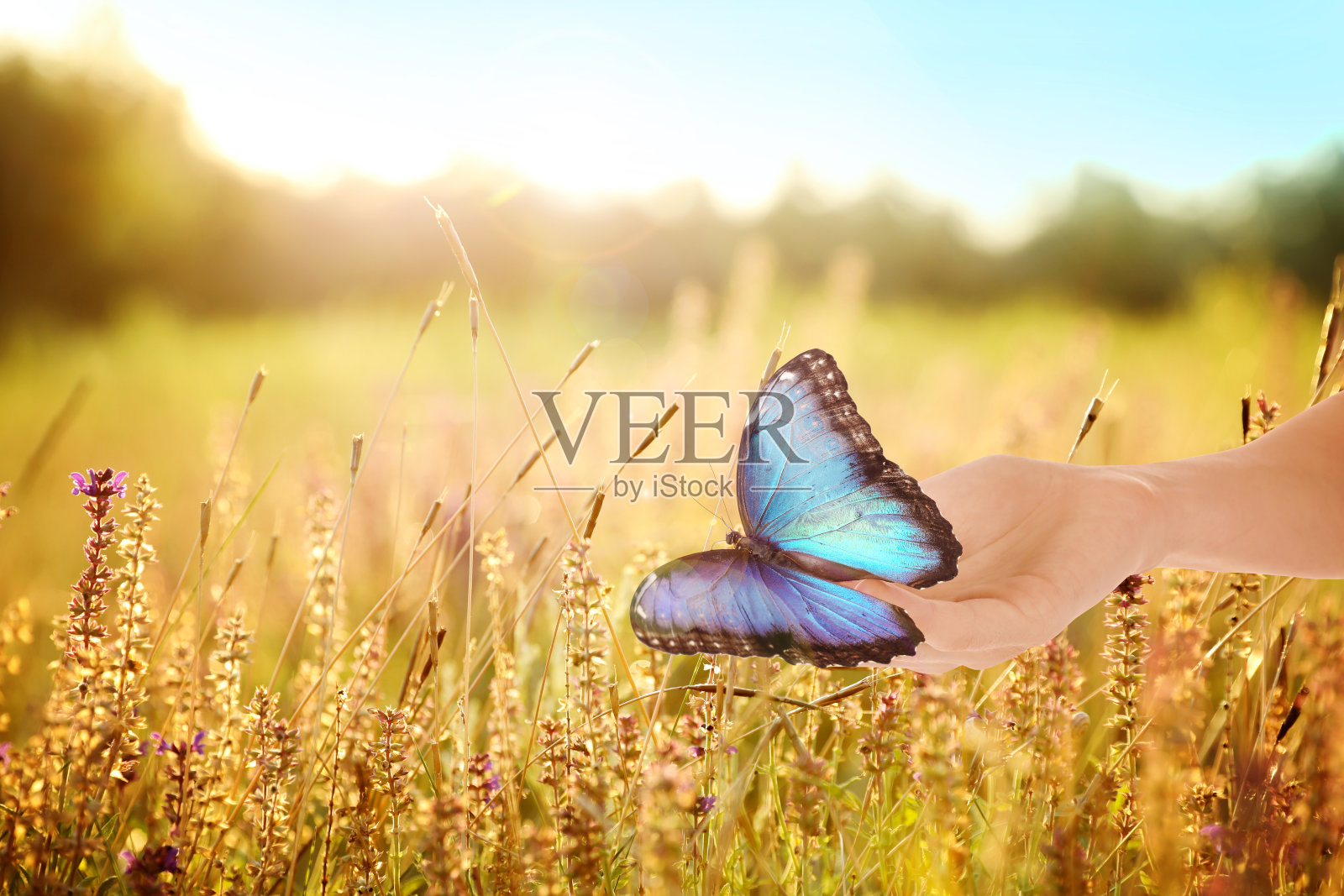 女人抱着美丽的大闪蝶在阳光照耀的领域，特写照片摄影图片