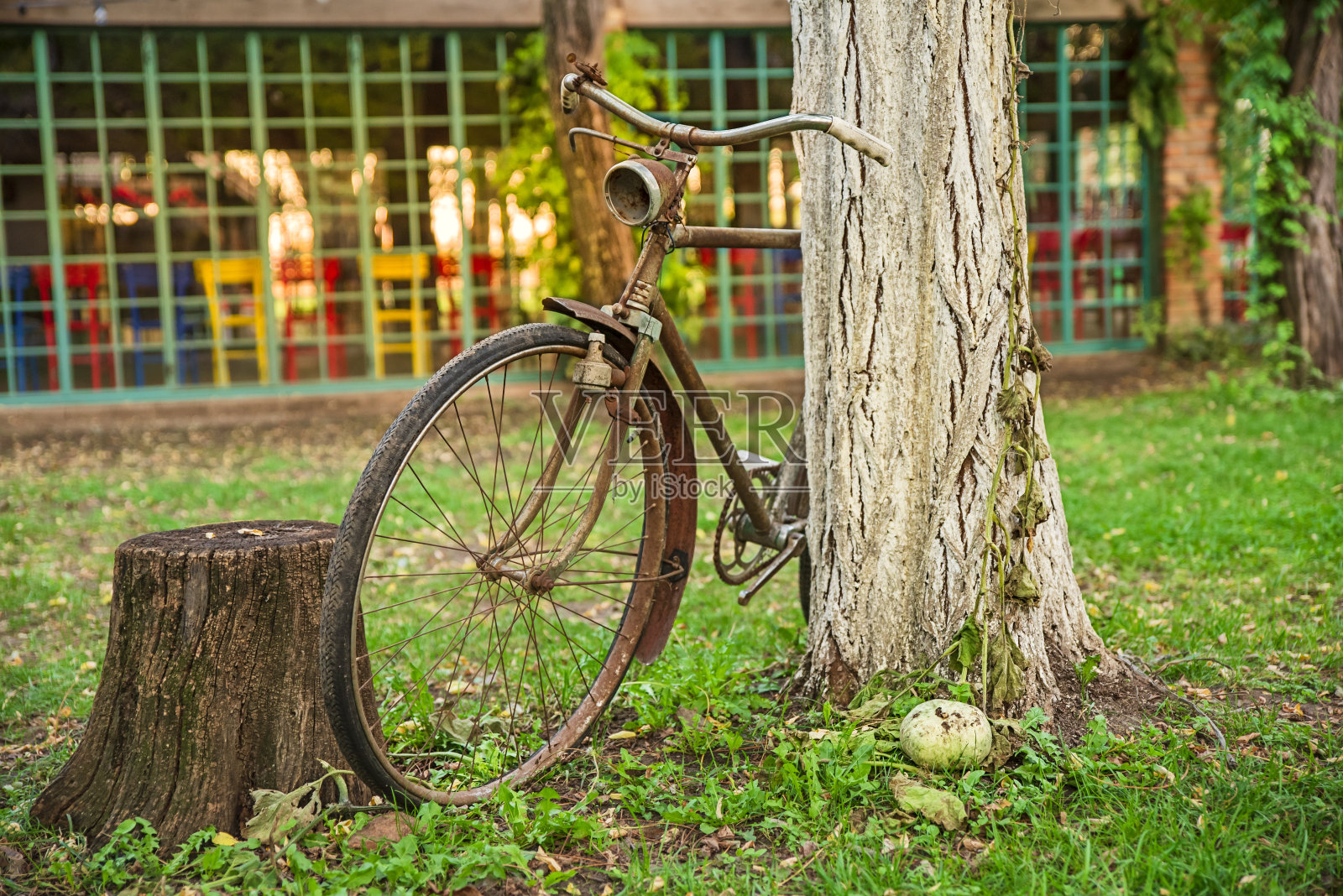 庭院里的老照片和旧自行车停放在树上照片摄影图片