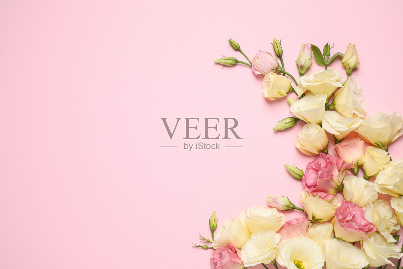 美丽的月桂花粉红色背景，平铺。空间的文本照片摄影图片