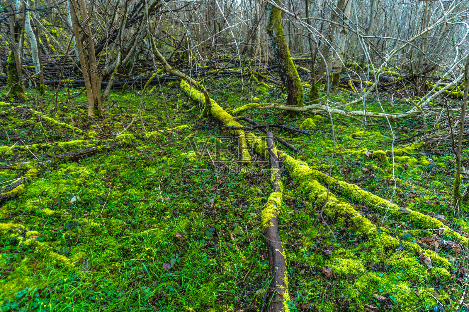 长满苔藓的倒下的老树照片摄影图片