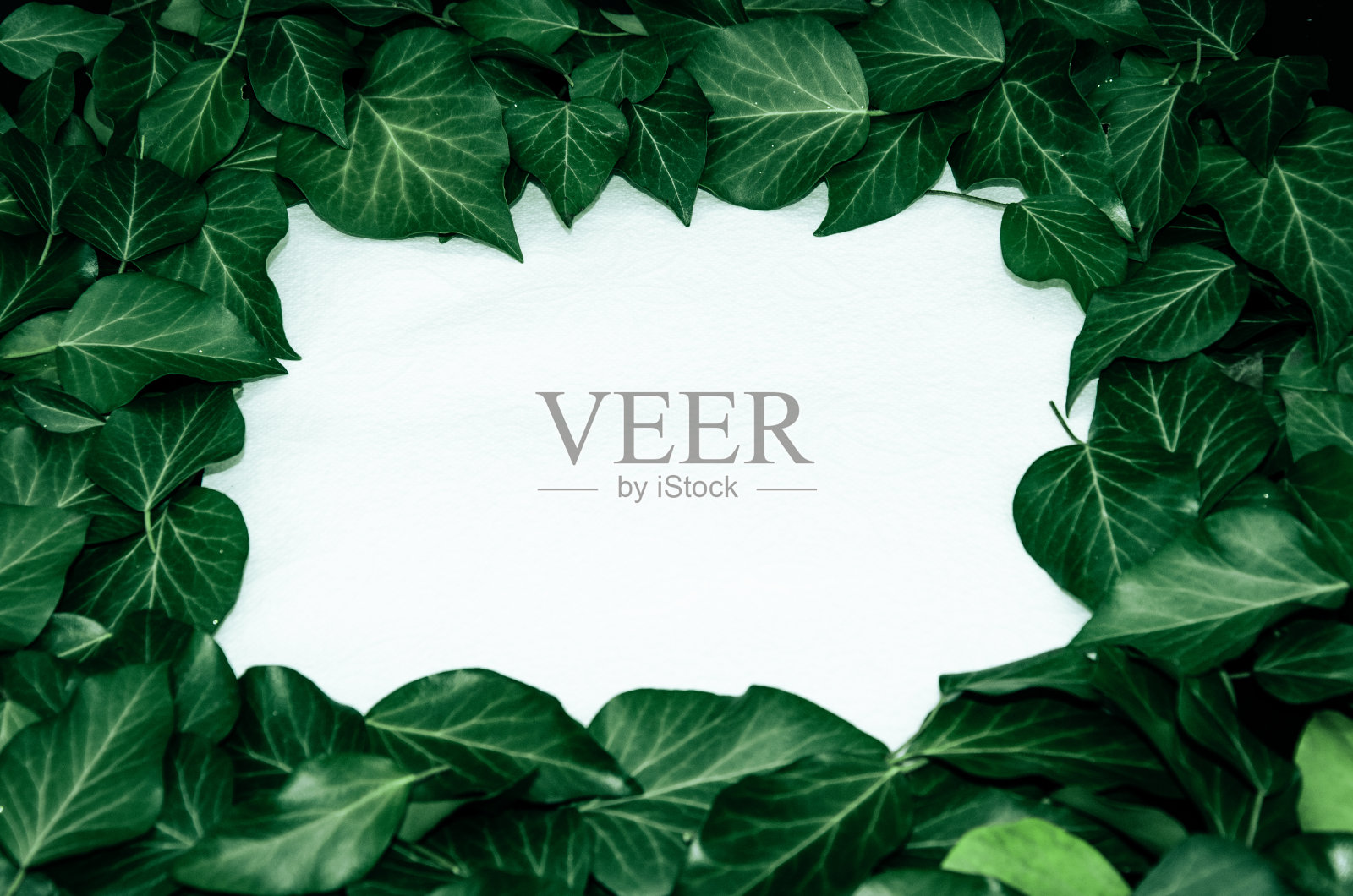 创意布局的叶子和纸卡片便条。平的。空白的广告卡或请柬。自然的概念。照片摄影图片